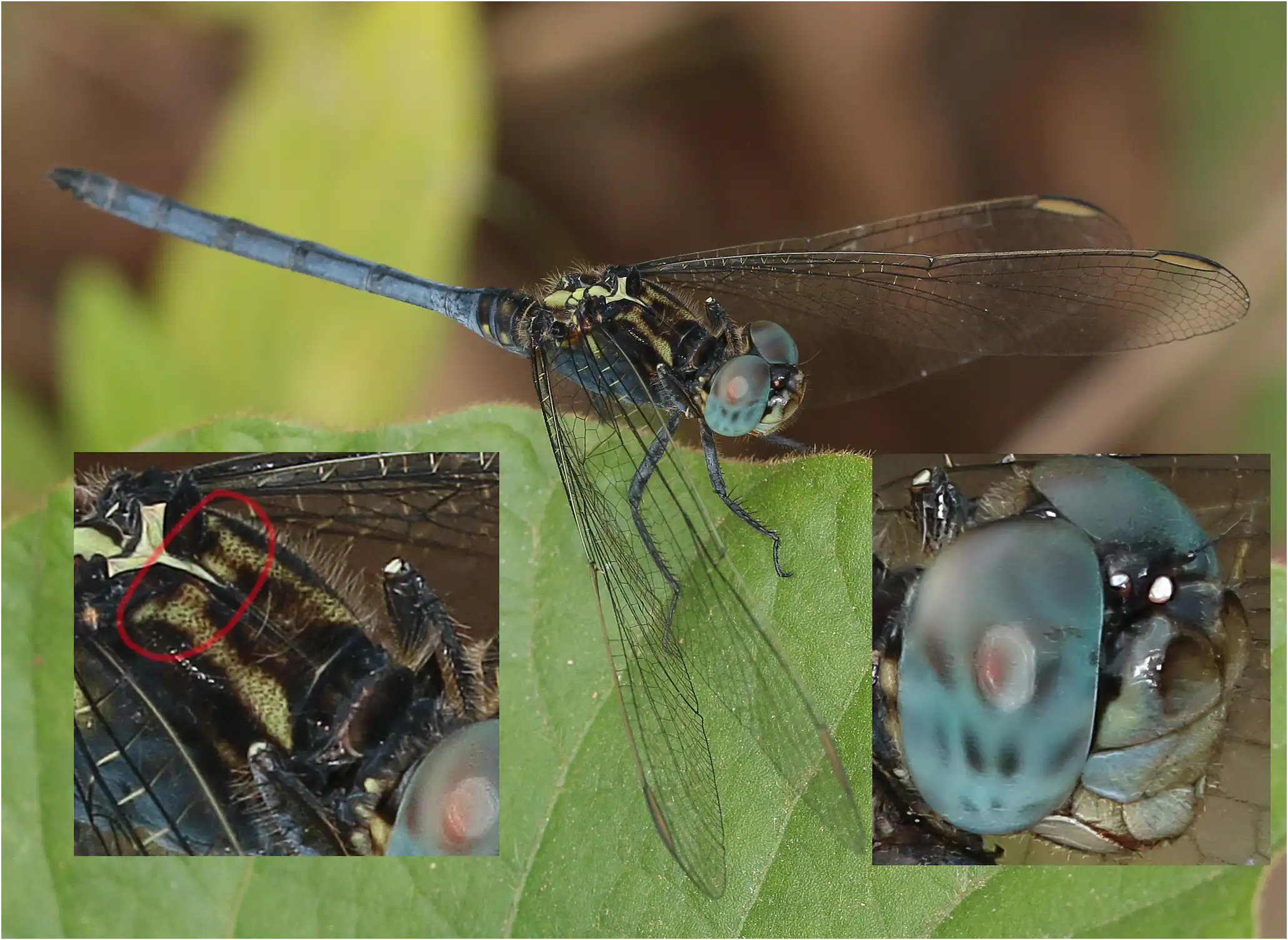 Orthetrum sp., Ghana, Ankasa, 19/01/2026 montage.