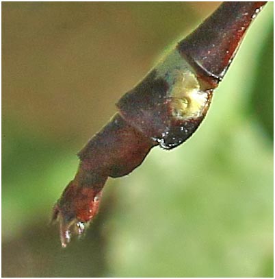 Neurogomphus zambeziensis mâle, appendices anaux, Namibie, Katima Mulilo, Wenela border post, le long rapides du Zambèze