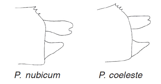 Appendices anaux Pseudagrion nubicum vs coeleste, Dragonflies and Damselflies of Namibie, Suhling & Martens, 2007