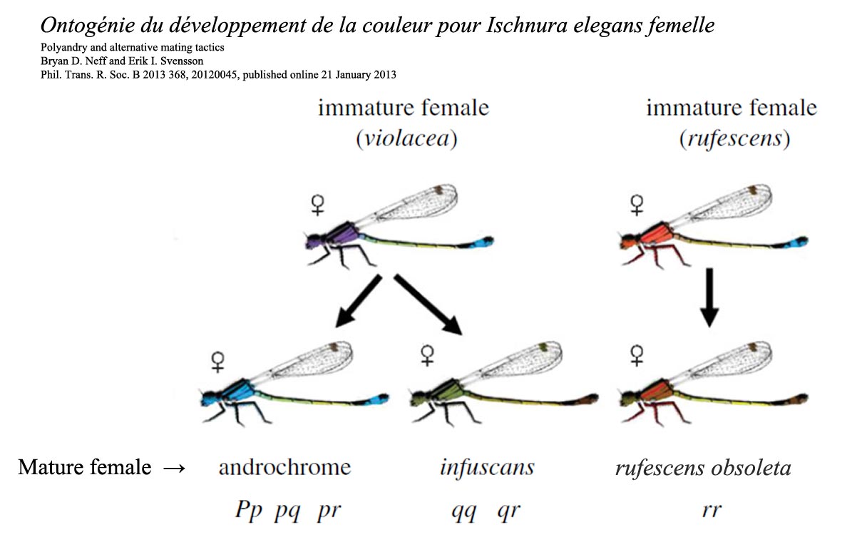 Ontogénie du développement de la couleur pour Ischnura elegans femelle.