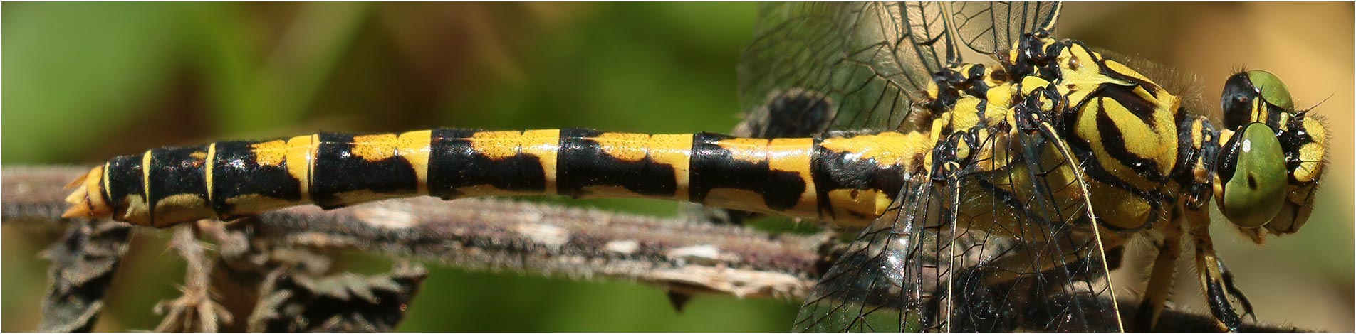 Onychogomphus forcipatus femelle, Portet sur Garonne (France-31), 19/07/2019
