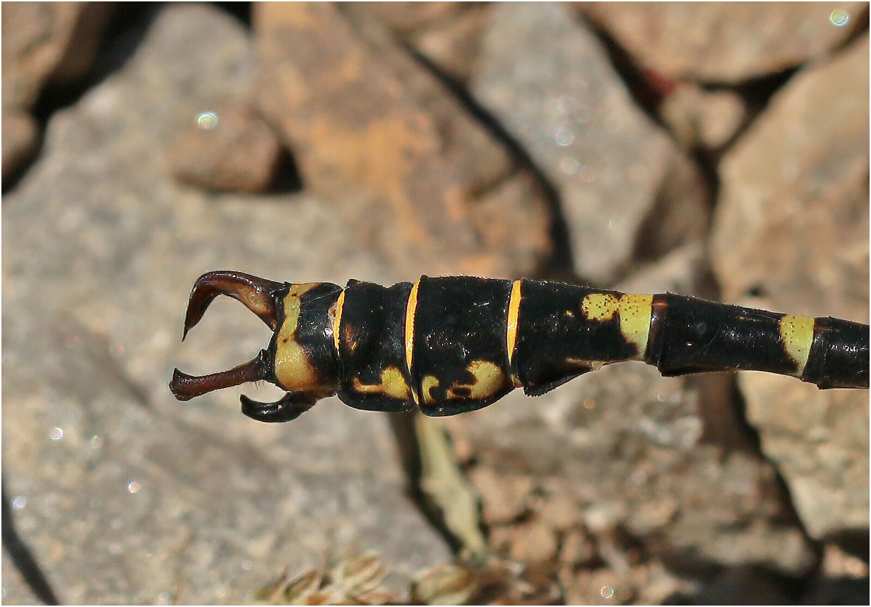 Onychogomphus forcipatus mâle montrant sa "pince" ouverte, Langogne (France-48), 13/07/2020