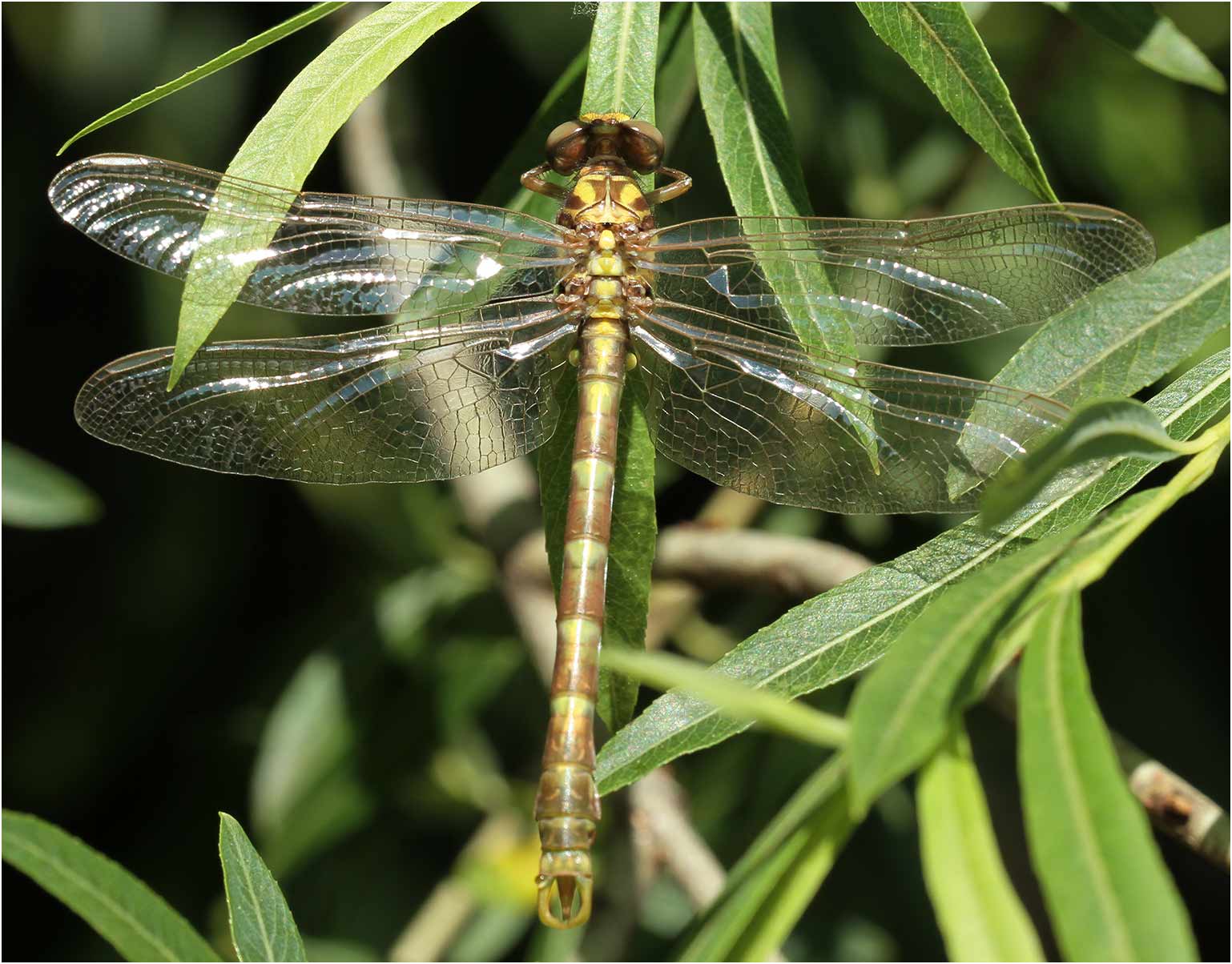 Onychogomphus uncatus mâle émergent, Joyeuse (France-07), 14/06/2013