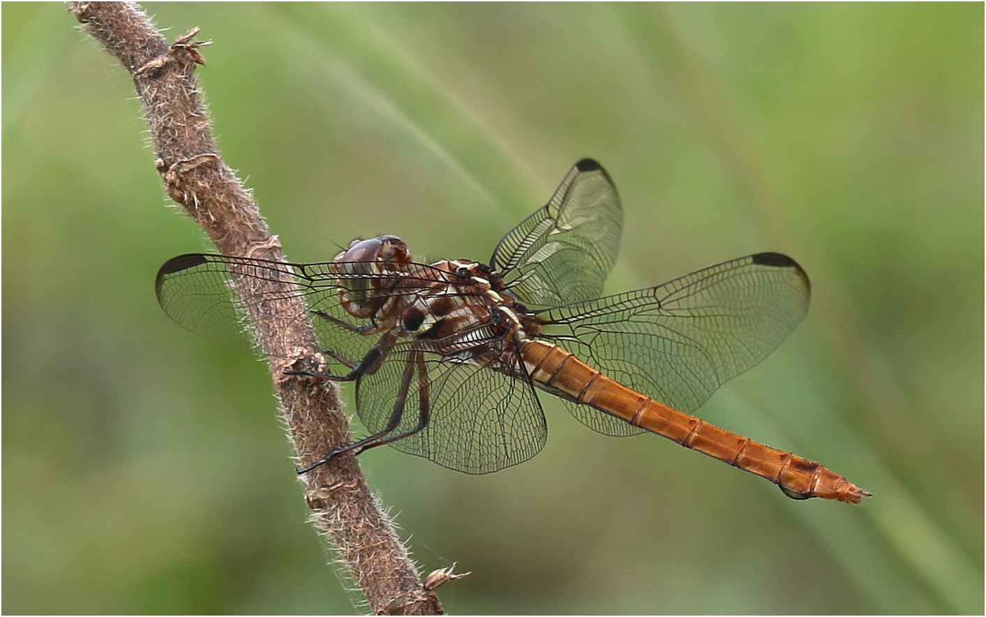 Roseate skimmer female, Mexico, Palenque (Chiapas), 29/10/2019