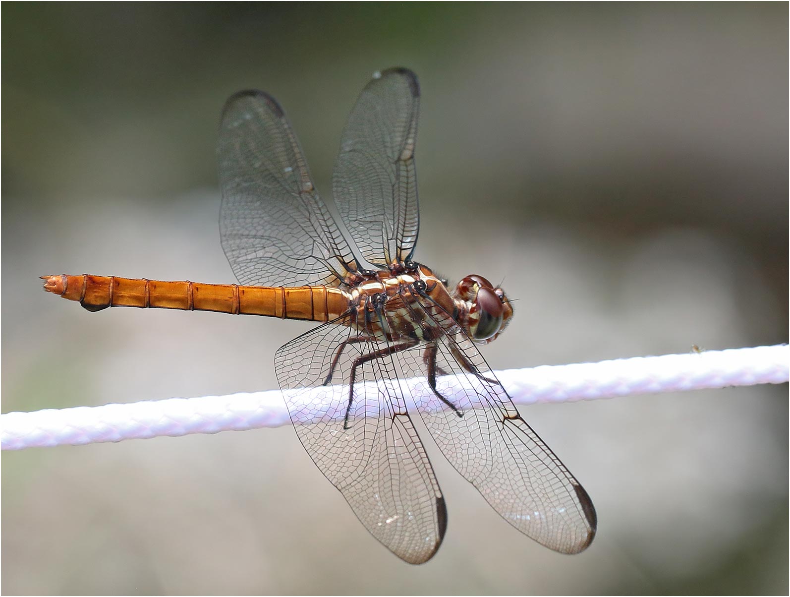 Orthemis ferruginea femelle, Mexique, Palenque (Chiapas), 29/10/2019