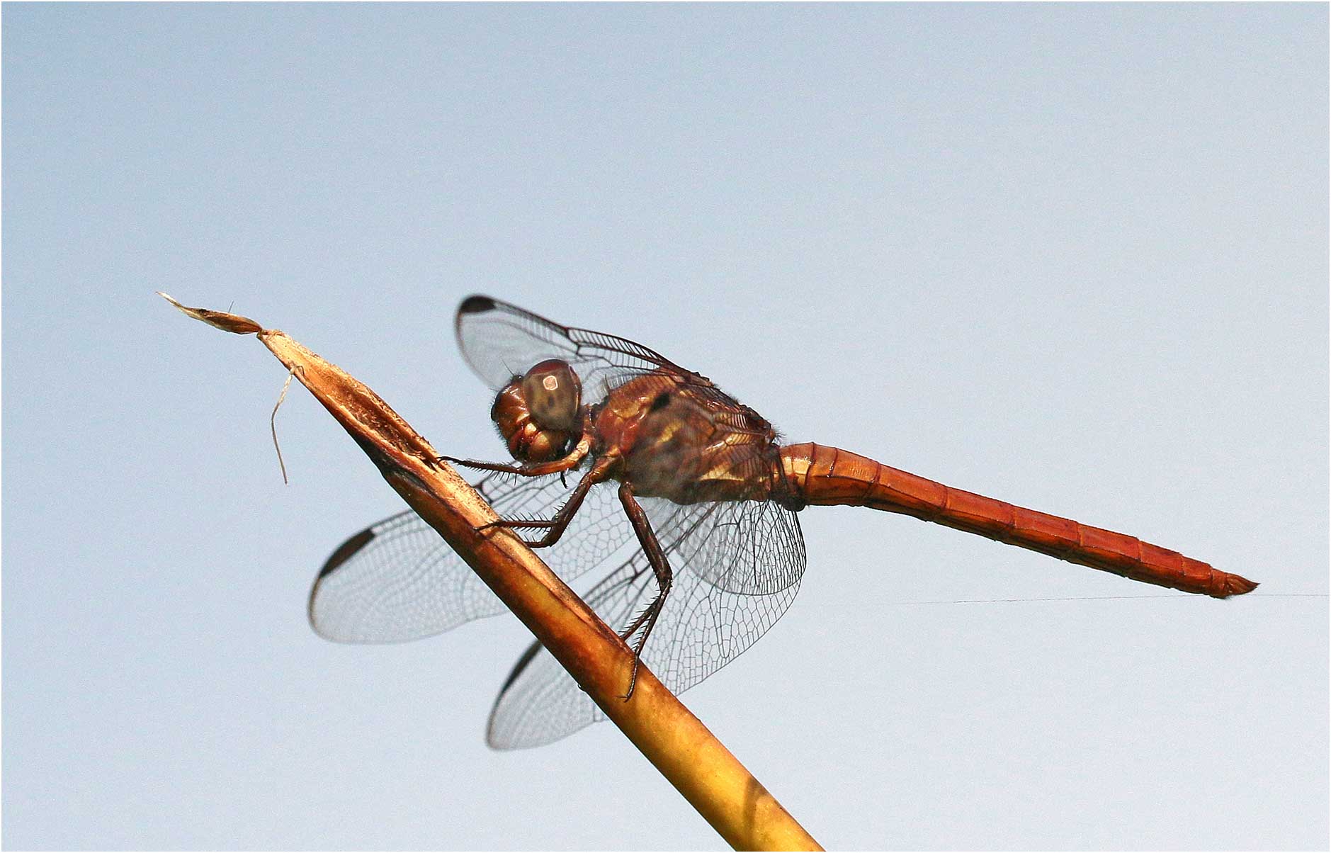 Orthemis ferruginea mâle immature, Mexique, Palenque (Chiapas), 29/10/2019