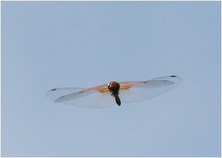 Paltothemis lineatipes mâle, Mexique, Palenque (Chiapas), 29/10/2019.