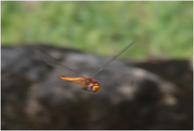 Pantala flavescens, Mexique, Palenque (Chiapas), 29/10/2019