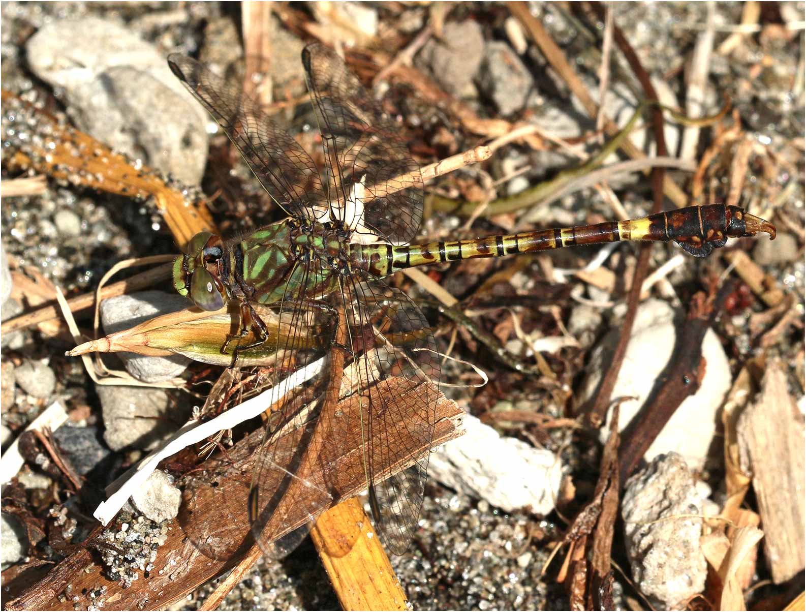 Common hooktail mâle, Ethiopie, lac Awasa, 31/10/2018