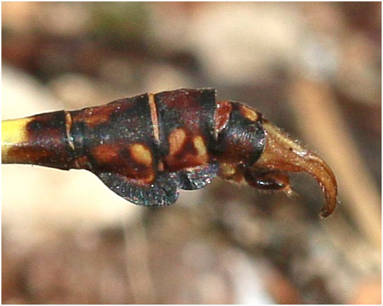 Paragomphus genei mâle, appendices anaux , Ethiopie, lac Awasa, 31/10/2018