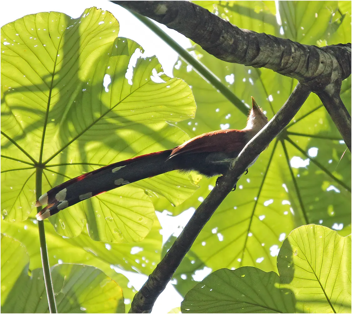 Piaye écureuil, Squirrel Cuckoo, Panama, Canal area, 26/08/2012