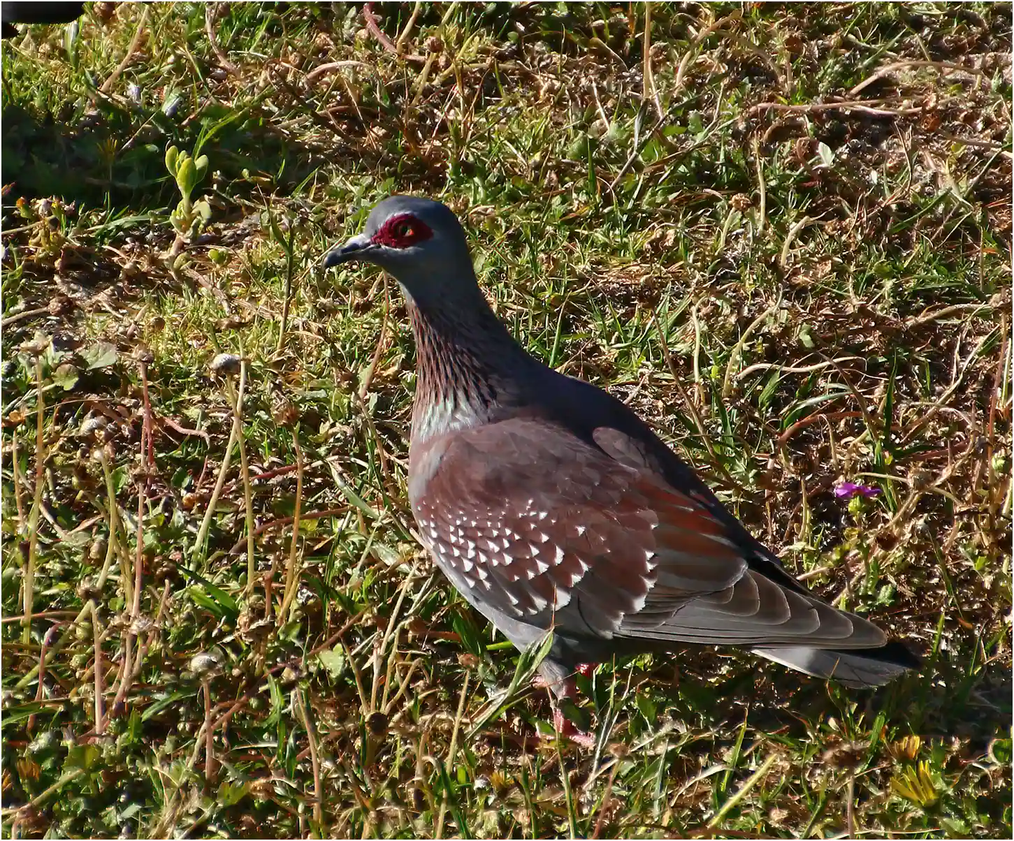 Pigeon Roussard, Columba guinea, Afrique du Sud, Camps Bay, 22/10/2017