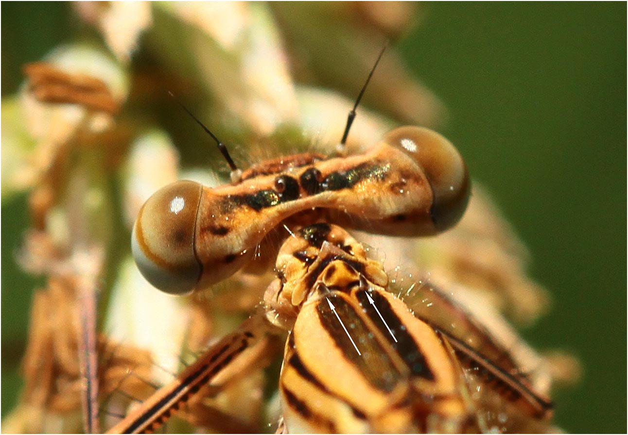 Platycnemis pennipes femelle portant des épines mésothoraciques, Andrezé (France - 49), 06/06/2015
