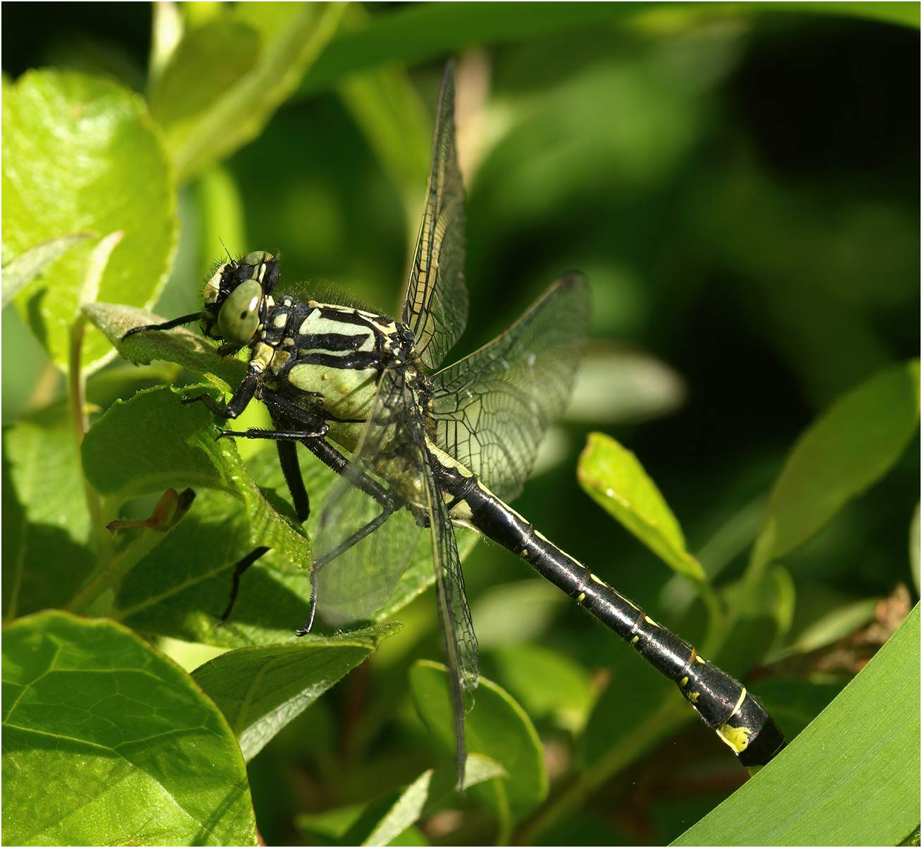 Gomphus vulgatissimus mâle, le Fief Sauvin (France-49), 23/05/2010