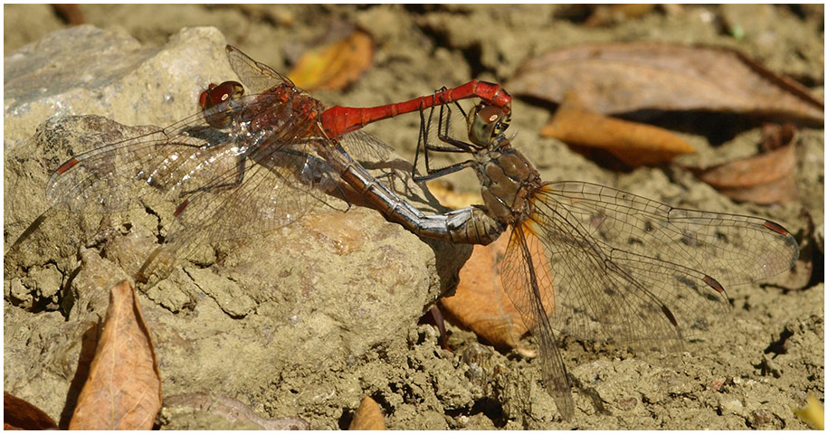 Sympetrum sanguineum accouplement