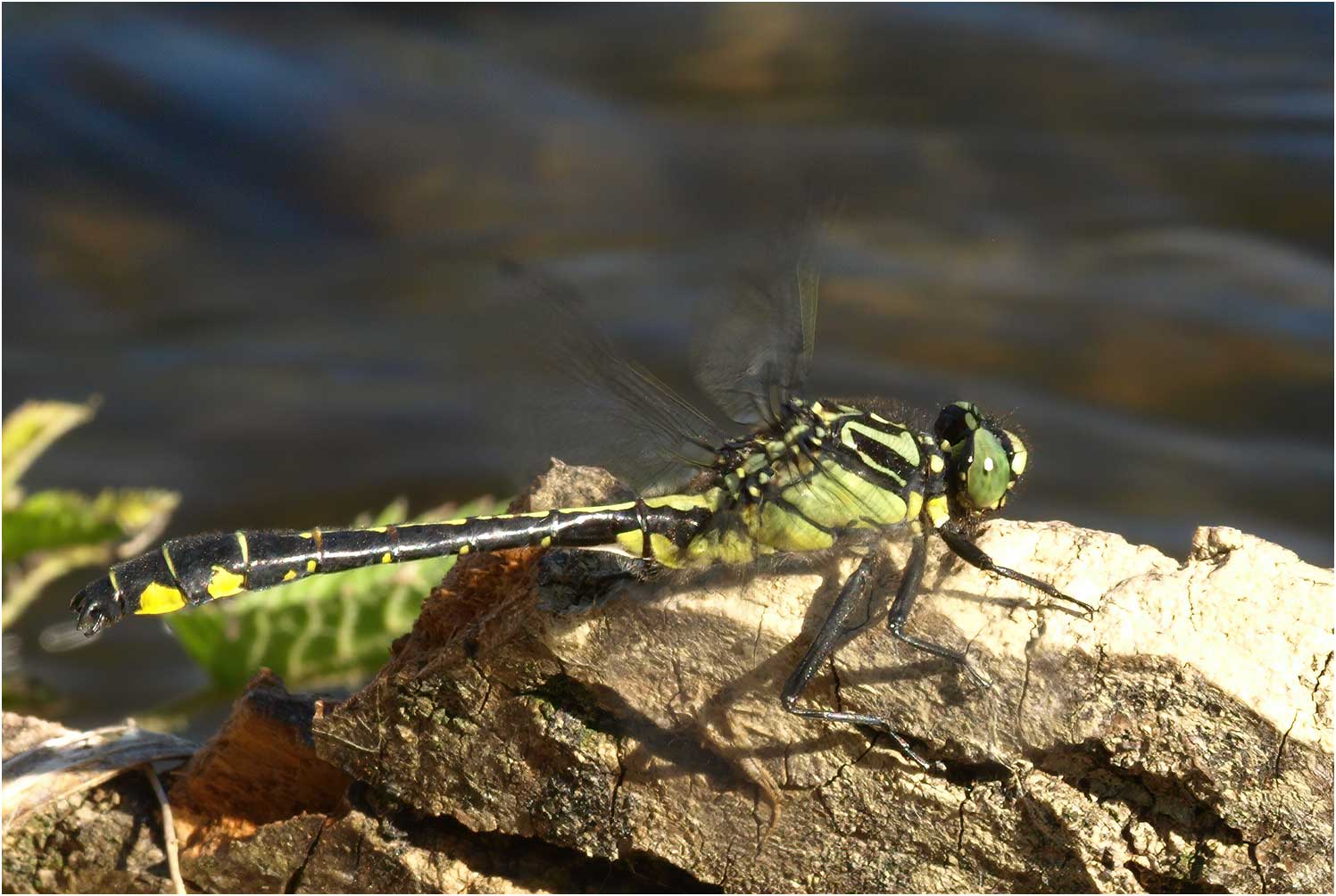 Gomphus vulgatissimus mâle, le Fief Sauvin (France-49), 23/05/2010