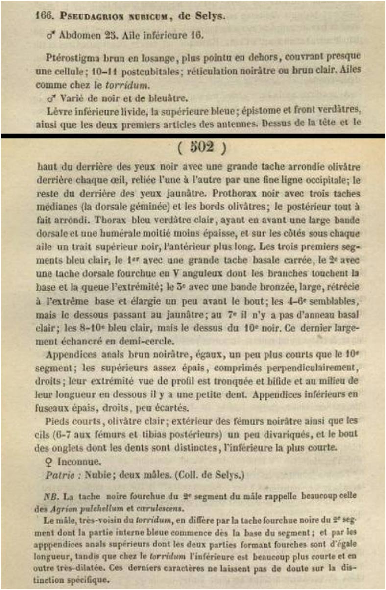 Synopsis des Agrionines, 5me légion: Agrion (suite). Le grand genre Agrion. Bulletin Academie royale Belgique p. 501