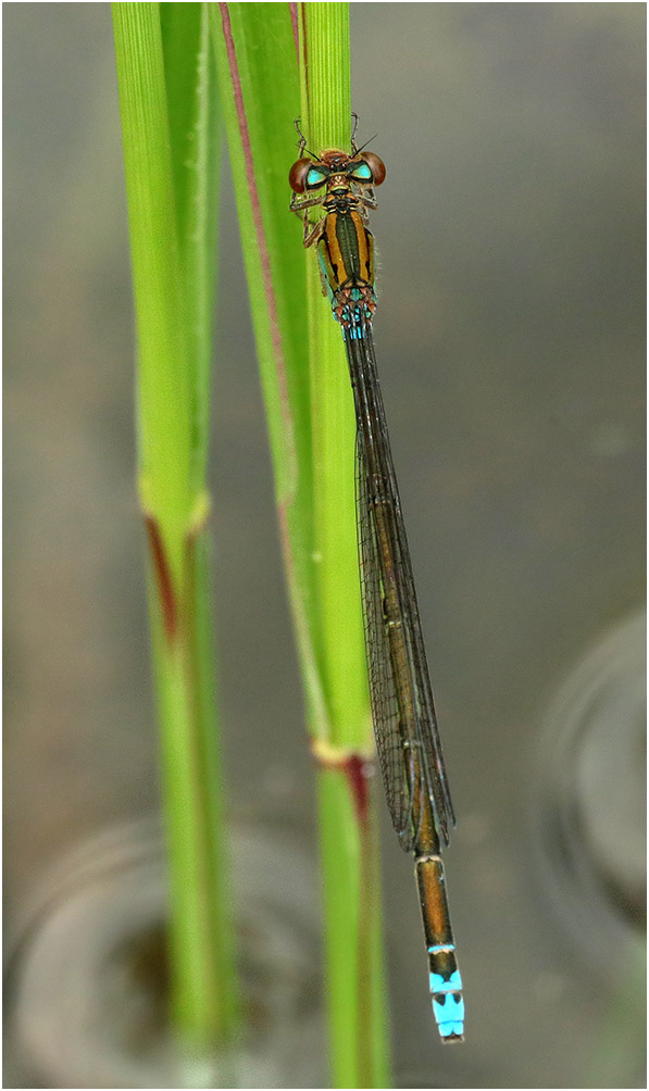 Blue-sided Sprite female, Namibia, Rundu, sur l'Okavango, 10/02/2020