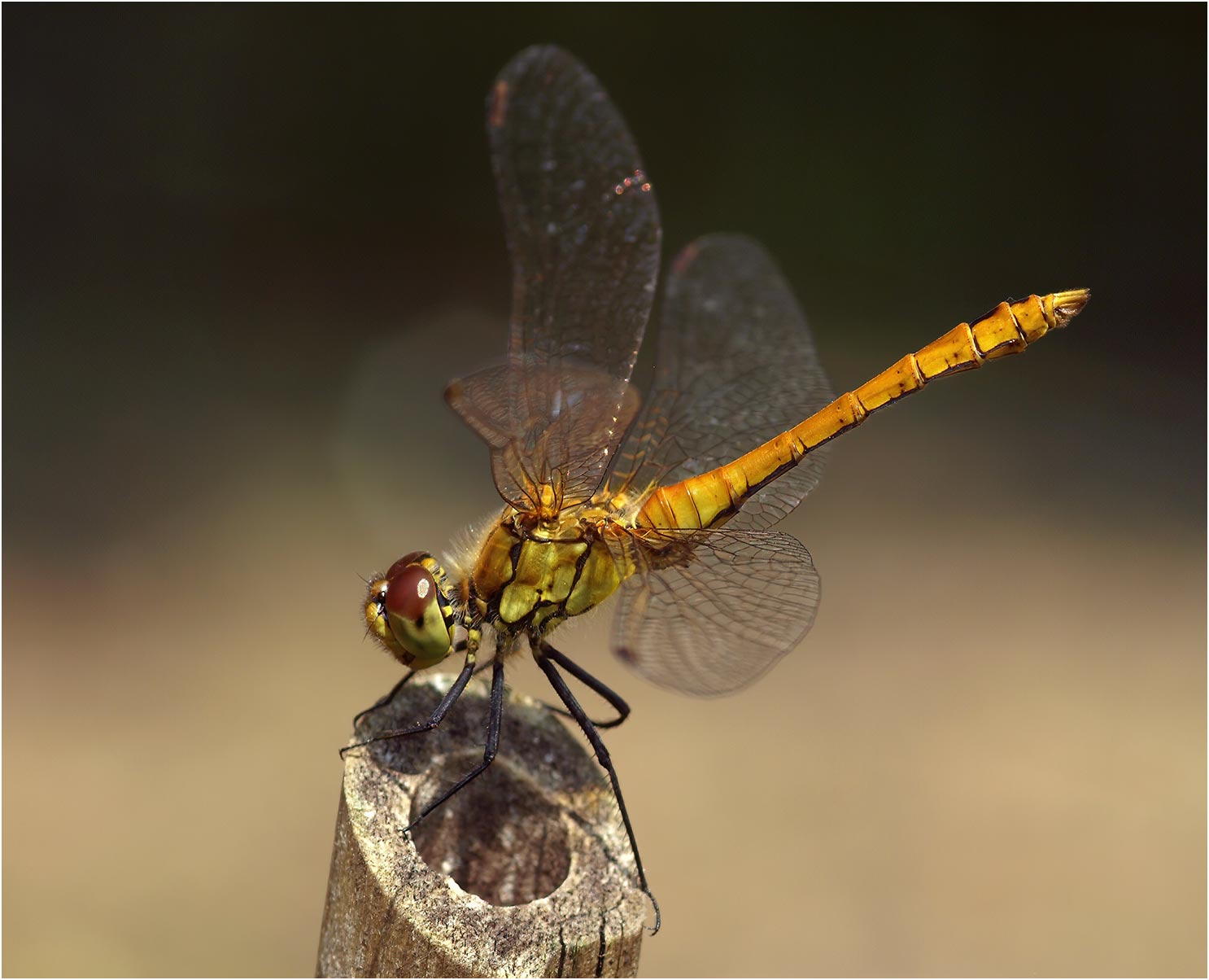 Sympetrum sanguineum mâle immature