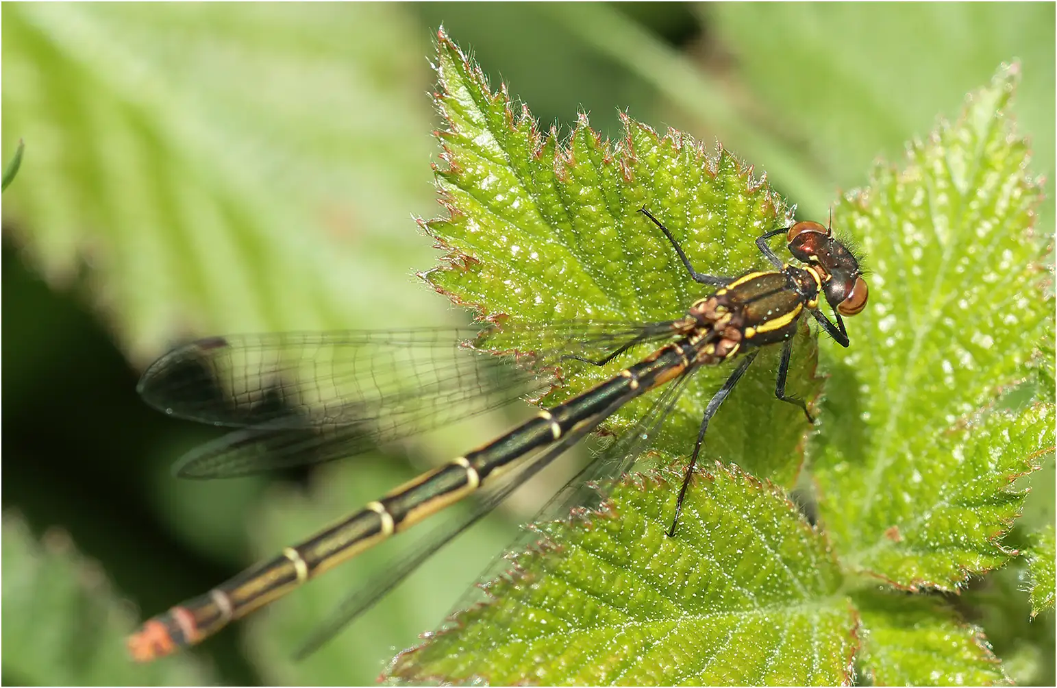 Pyrrhosoma nymphula femelle melanotum, Gennes sur Loire (France-49), 12/05/2013