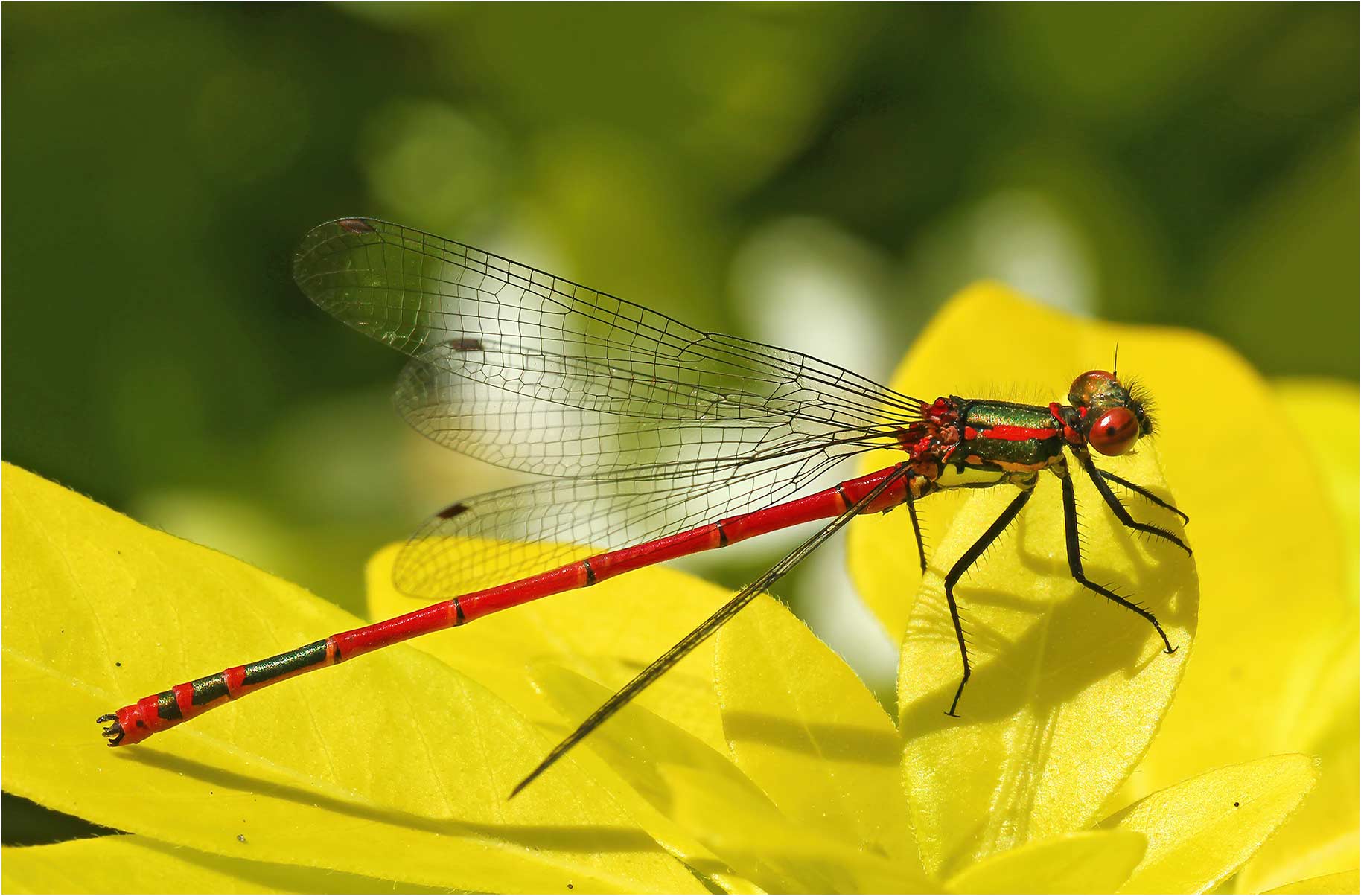 Pyrrhosoma nymphula mâle, Beaupréau (France-49), 22/05/2012