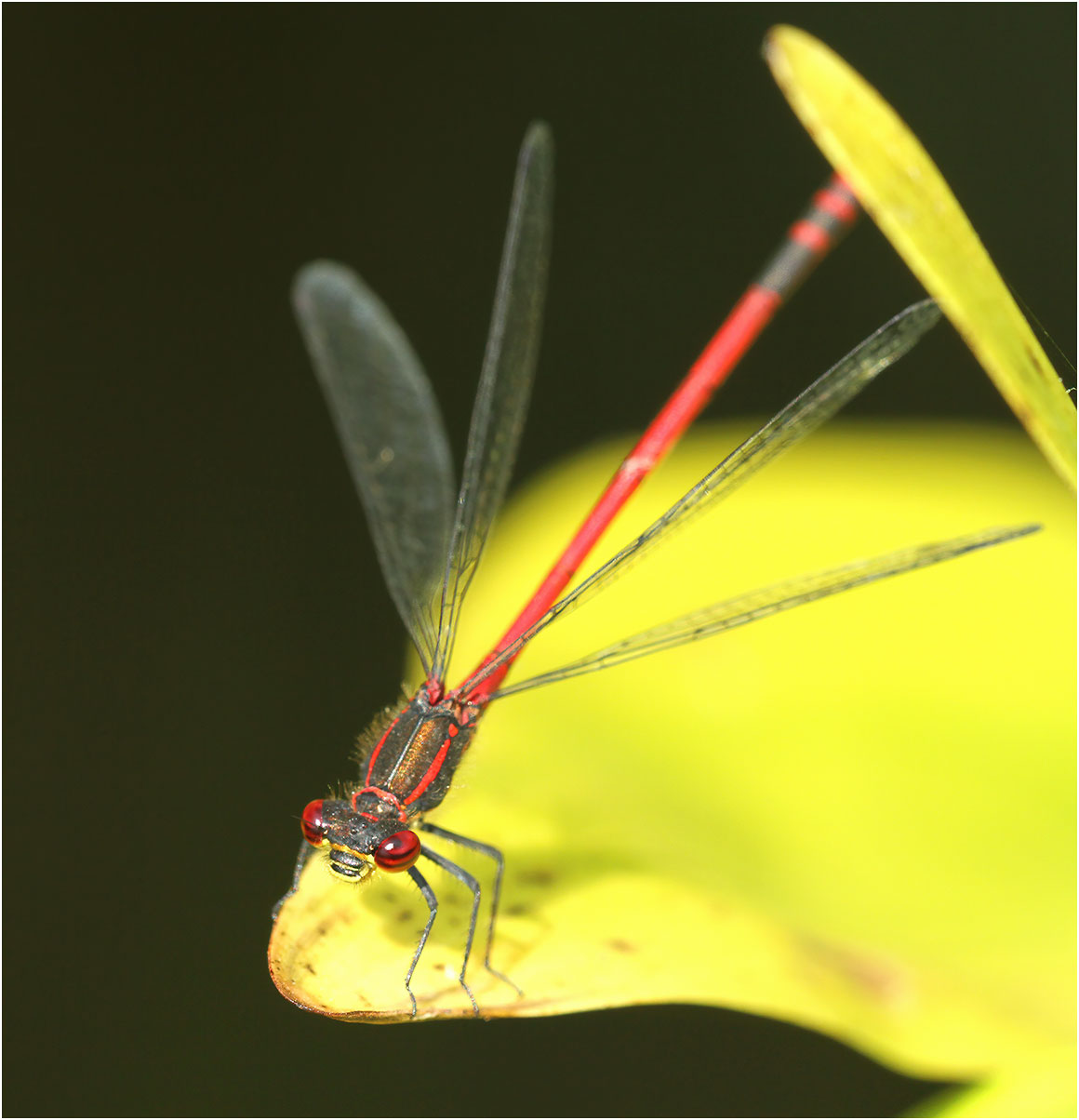 Pyrrhosoma nymphula mâle, Beaupréau (France-49), 16/07/2013