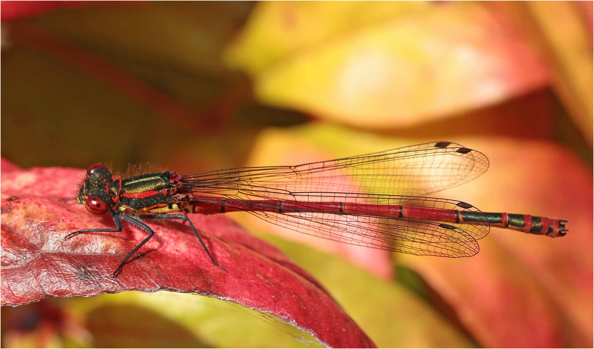Pyrrhosoma nymphula mâle, Beaupréau (France-49), 27/05/2013