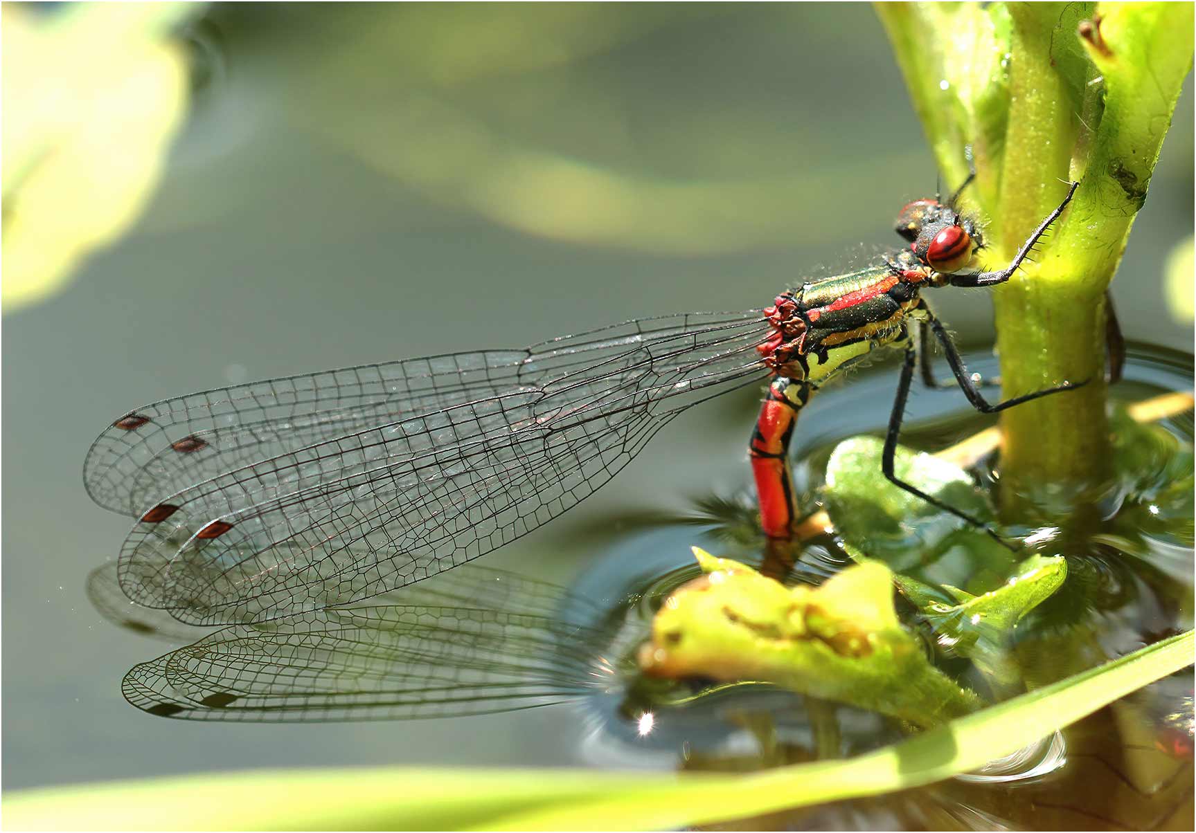Pyrrhosoma nymphula femelle en ponte, Beaupréau (France-49), 27/05/2013