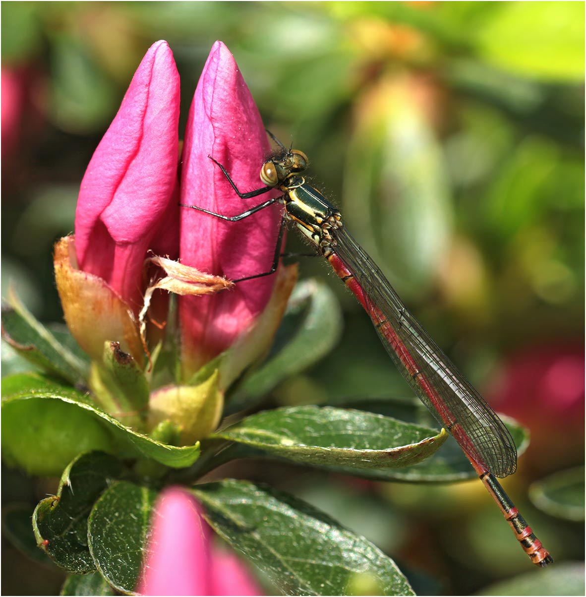 Pyrrhosoma nymphula mâle émergent, Beaupréau (France-49), 22/04/2018