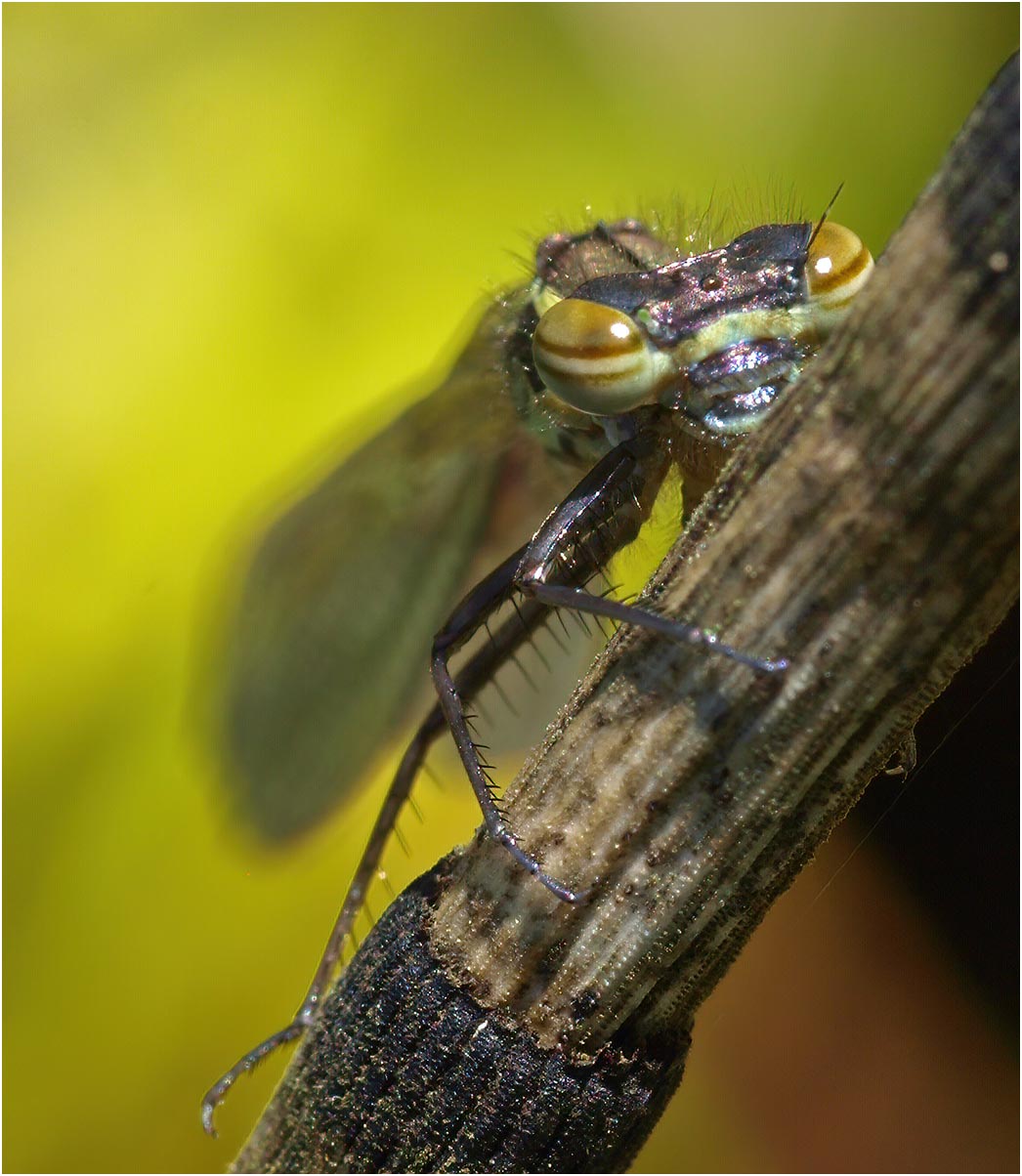 Pyrrhosoma nymphula femelle émergente, Beaupréau (France-49), 22/04/2009