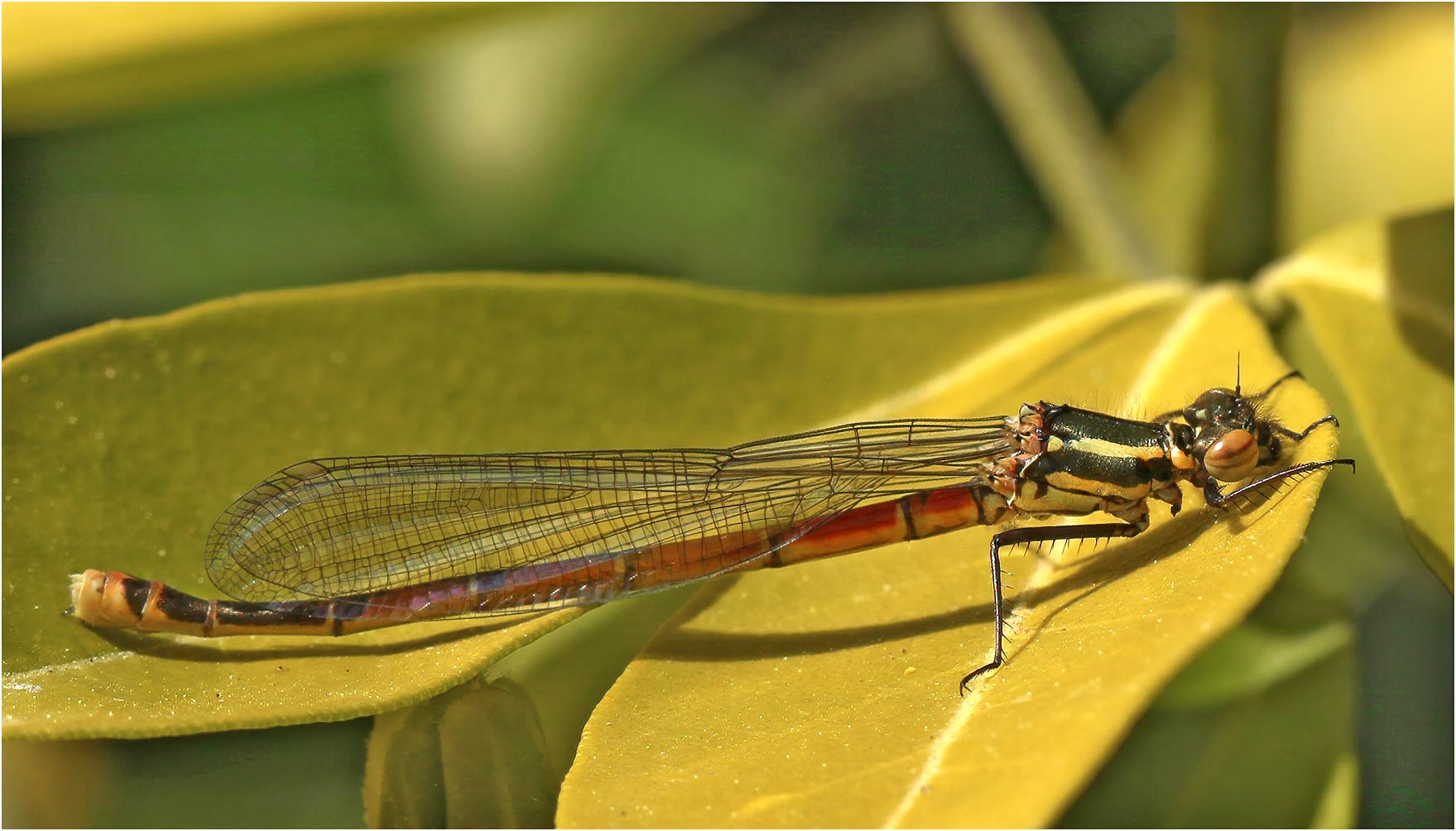 Pyrrhosoma nymphula femelle émergente, Beaupréau (France-49), 20/04/2021