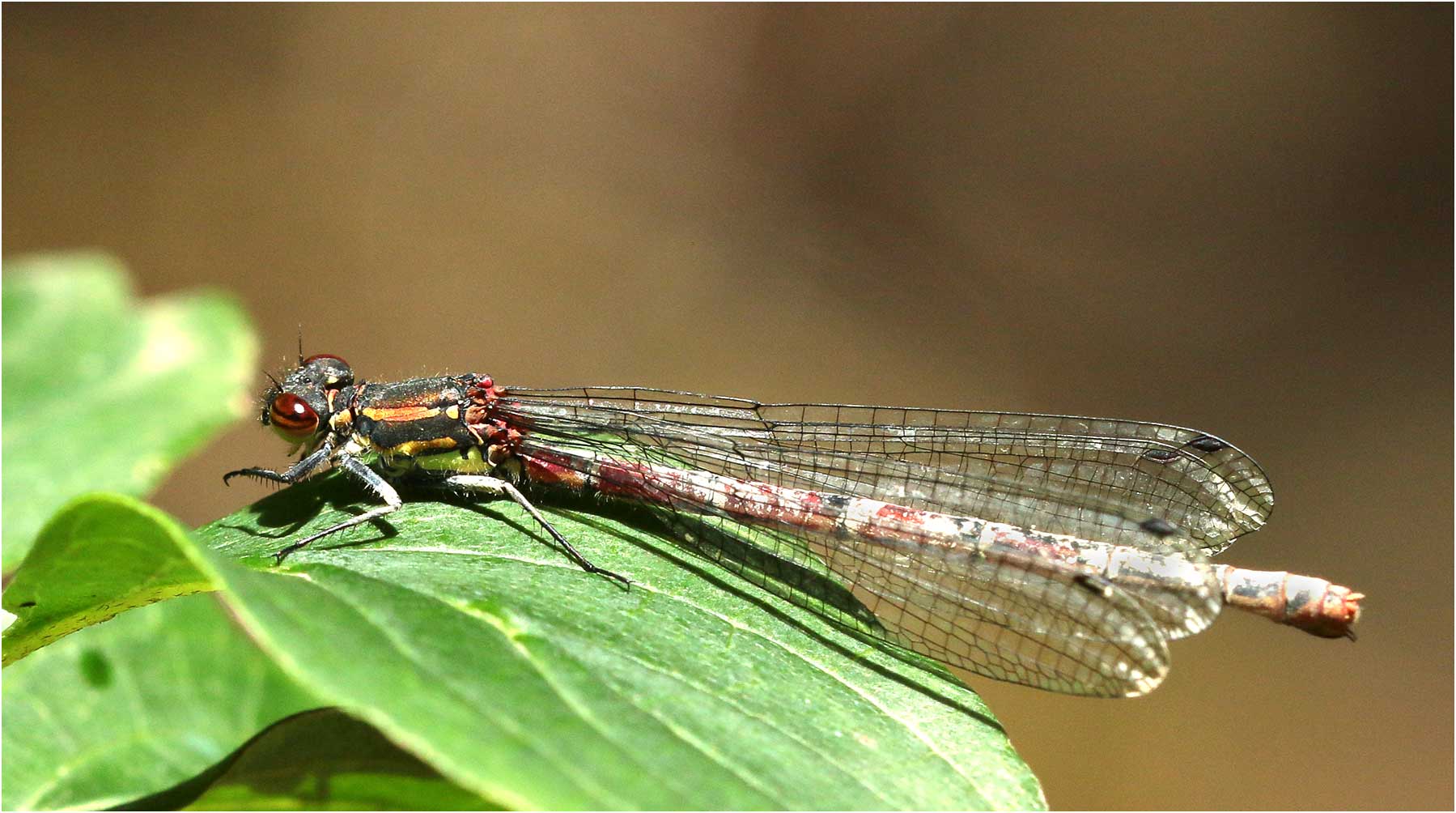 Pyrrhosoma nymphula femelle mature, Castelnau-de-Montmiral (France-81), 26/05/2021