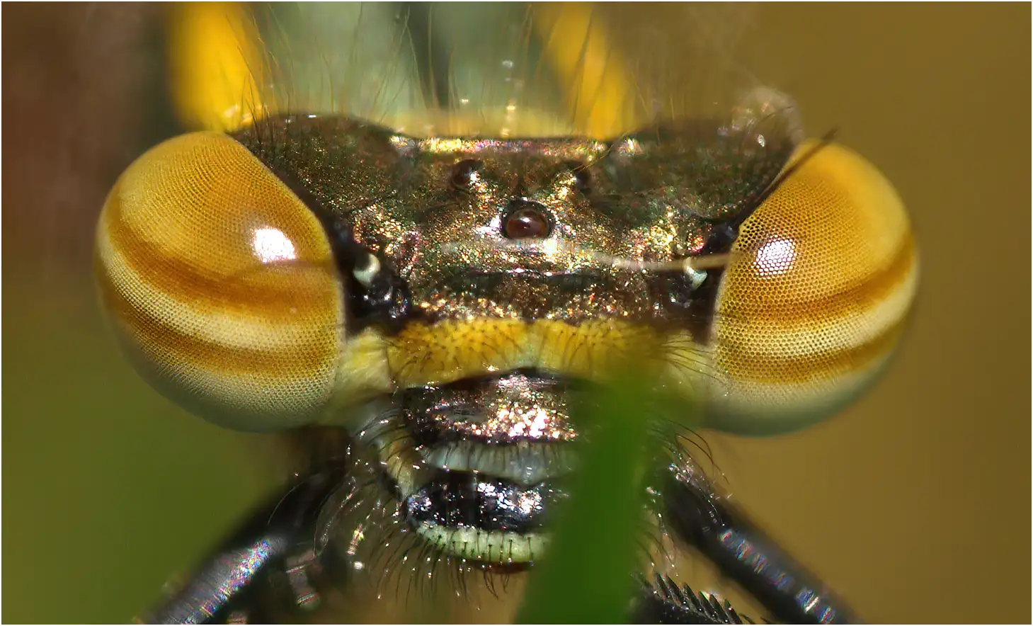 Pyrrhosoma nymphula jeune mâle, Beaupréau (France-49), 03/05/2008