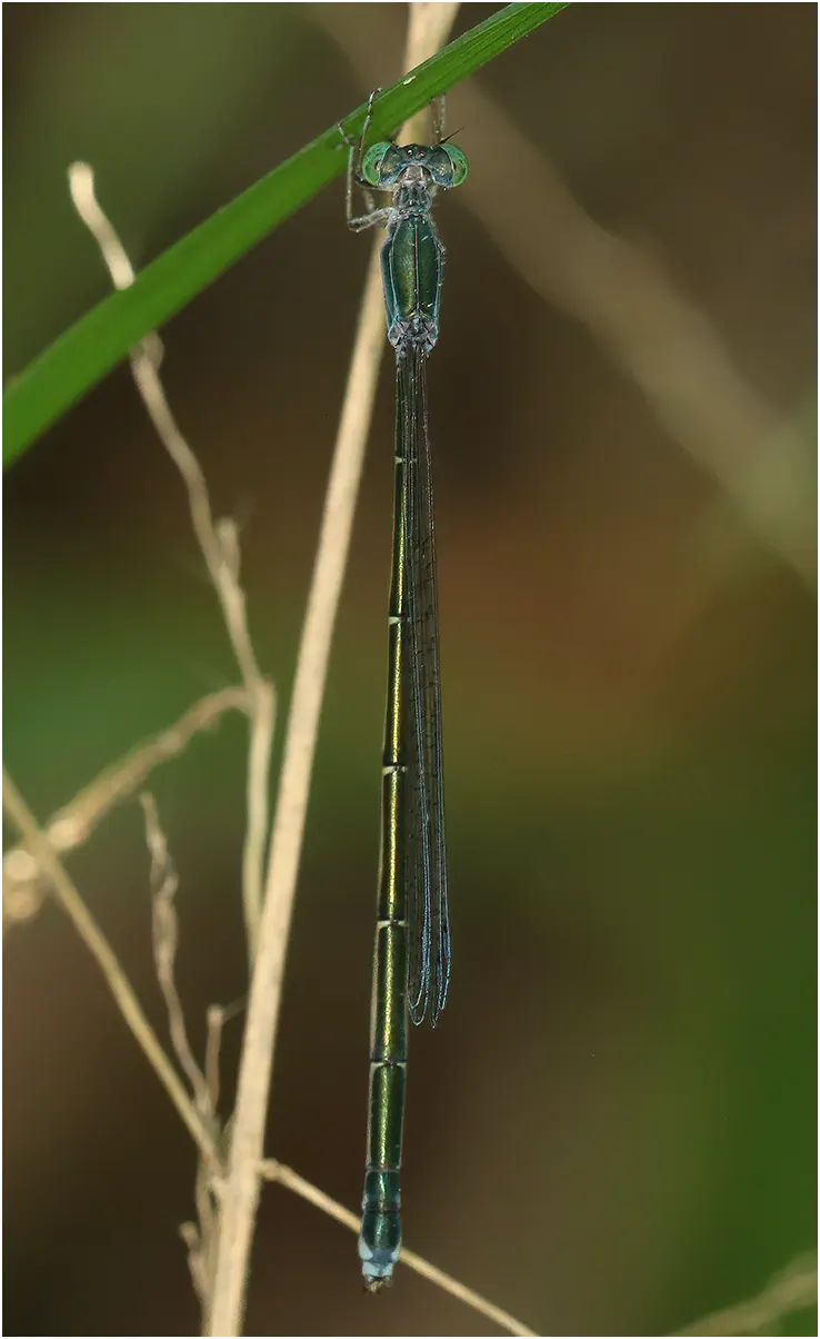 Rhadinosticta banksi femelle, Australie (NT), Rum Jungle Lake, 16/04/22