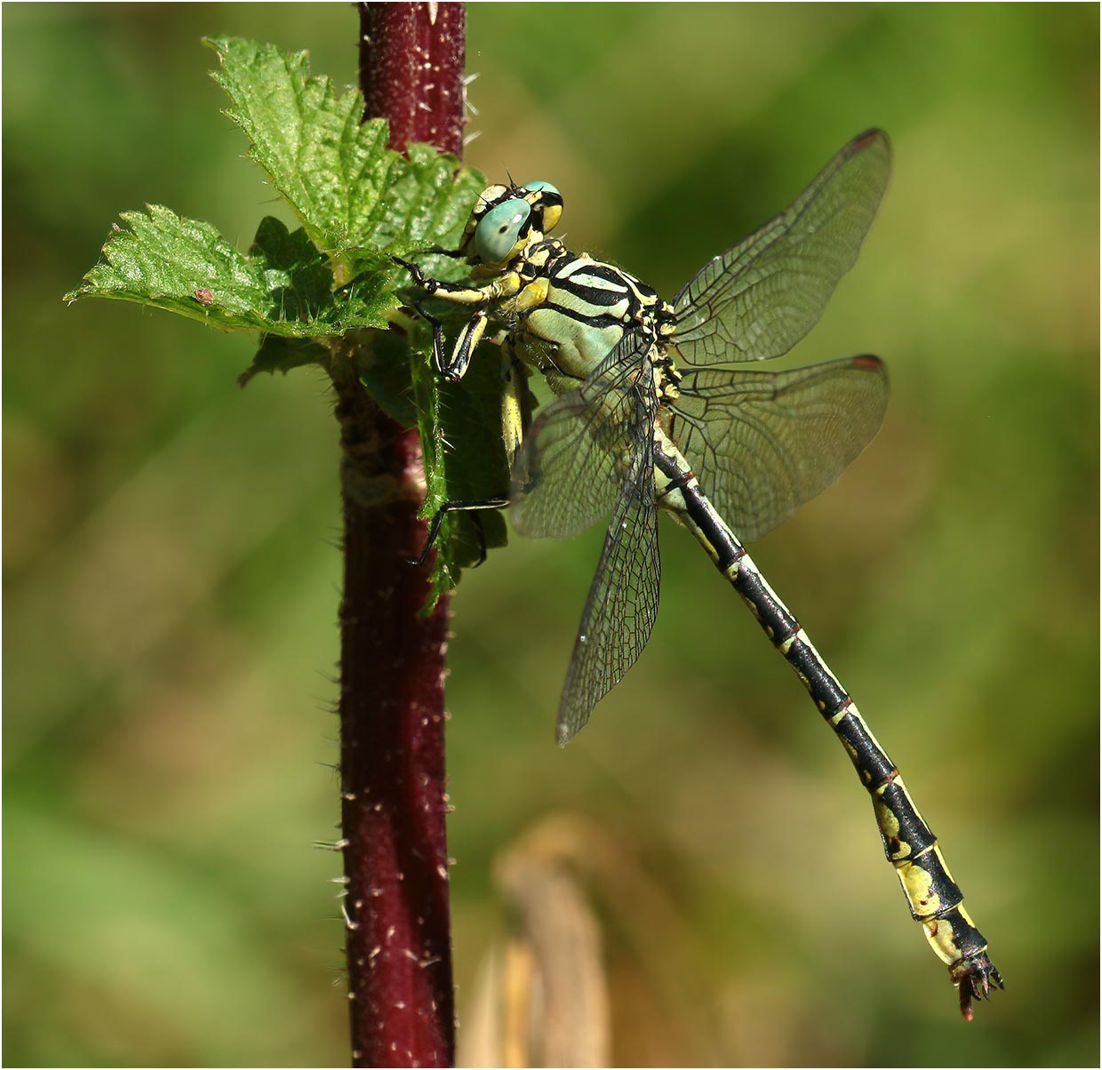 Stylurus flavipes mâle, île Bernardeau, Ancenis (France-49), 14/09/2020