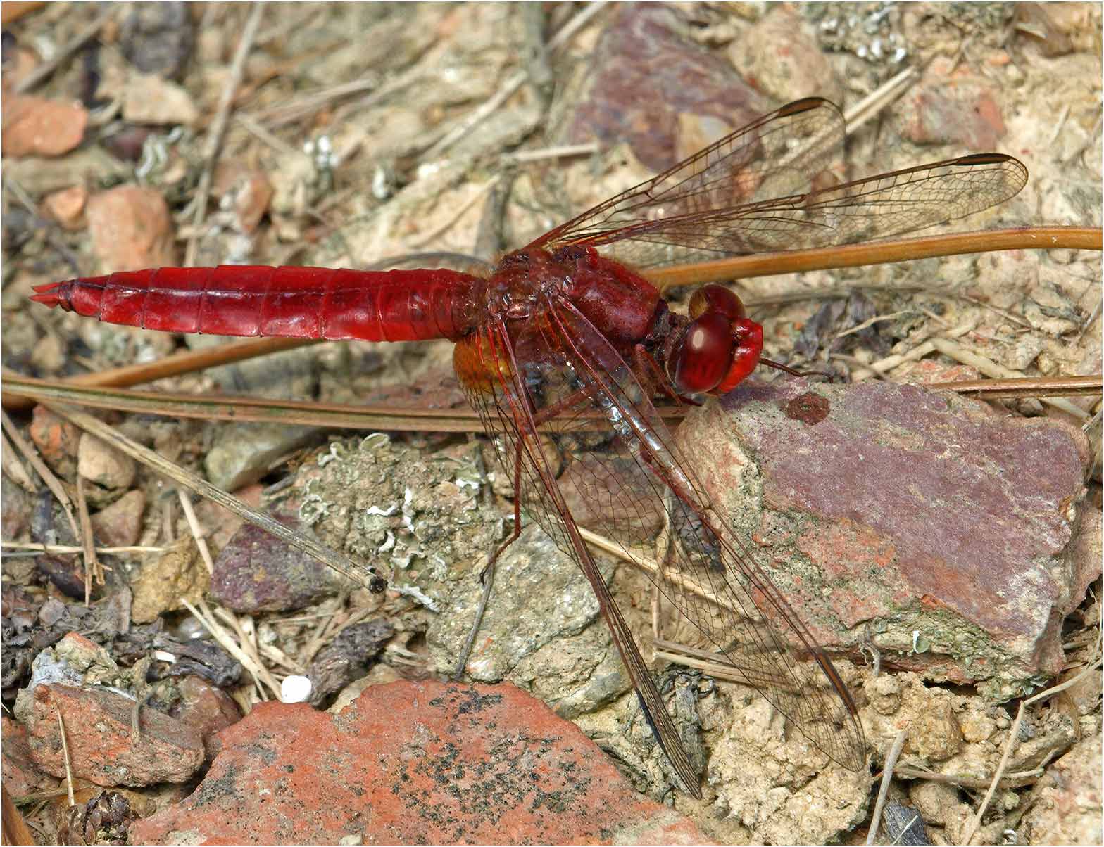 Crocothemis erythraea mâle, le Fuilet (France-49), 09/2007