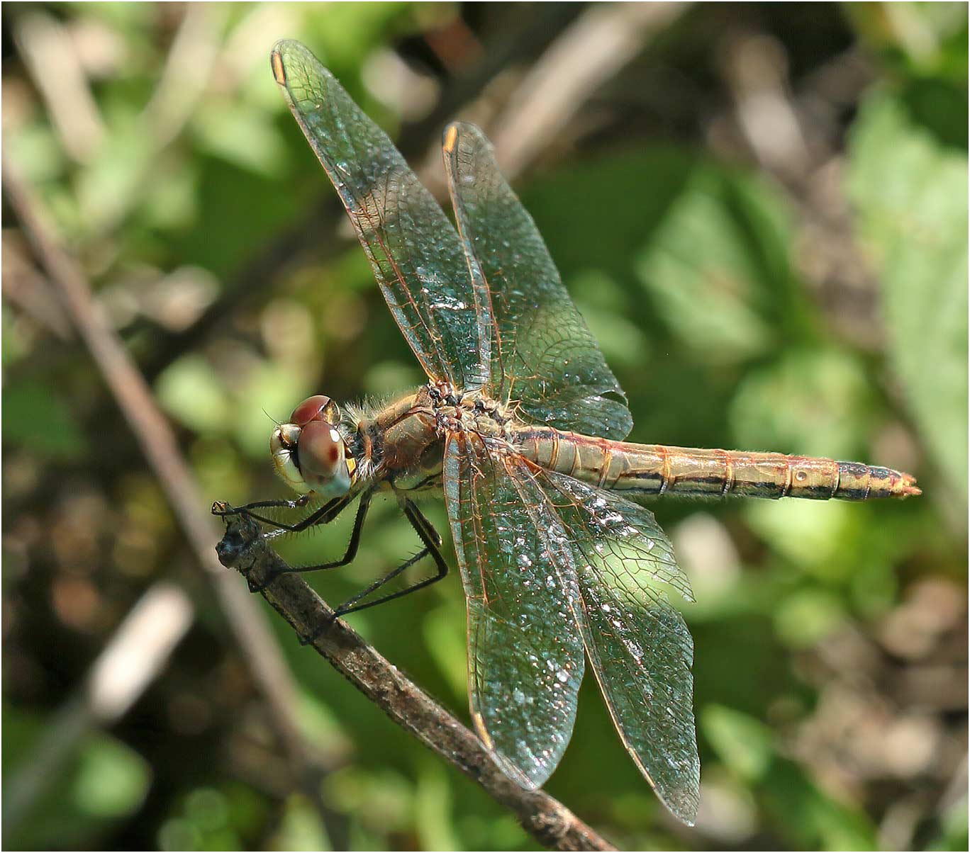 Sympetrum fonscolombii femelle, Chanteloup-les-bois (France-49), 24/05/2020