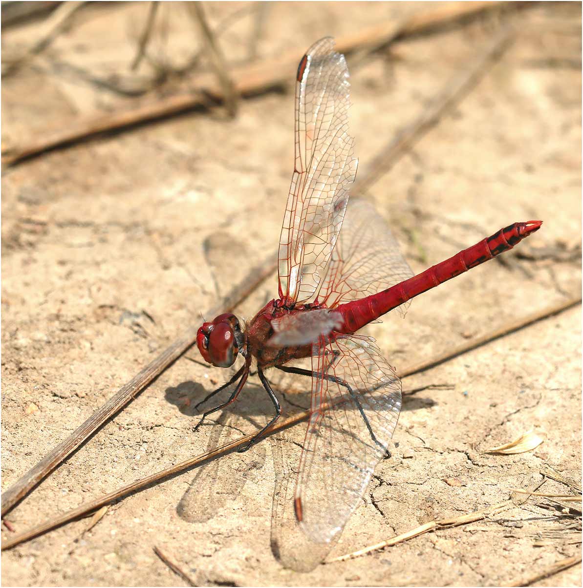 Sympetrum fonscolombii mâle, Chanteloup-les-bois (France-49), 24/05/2020