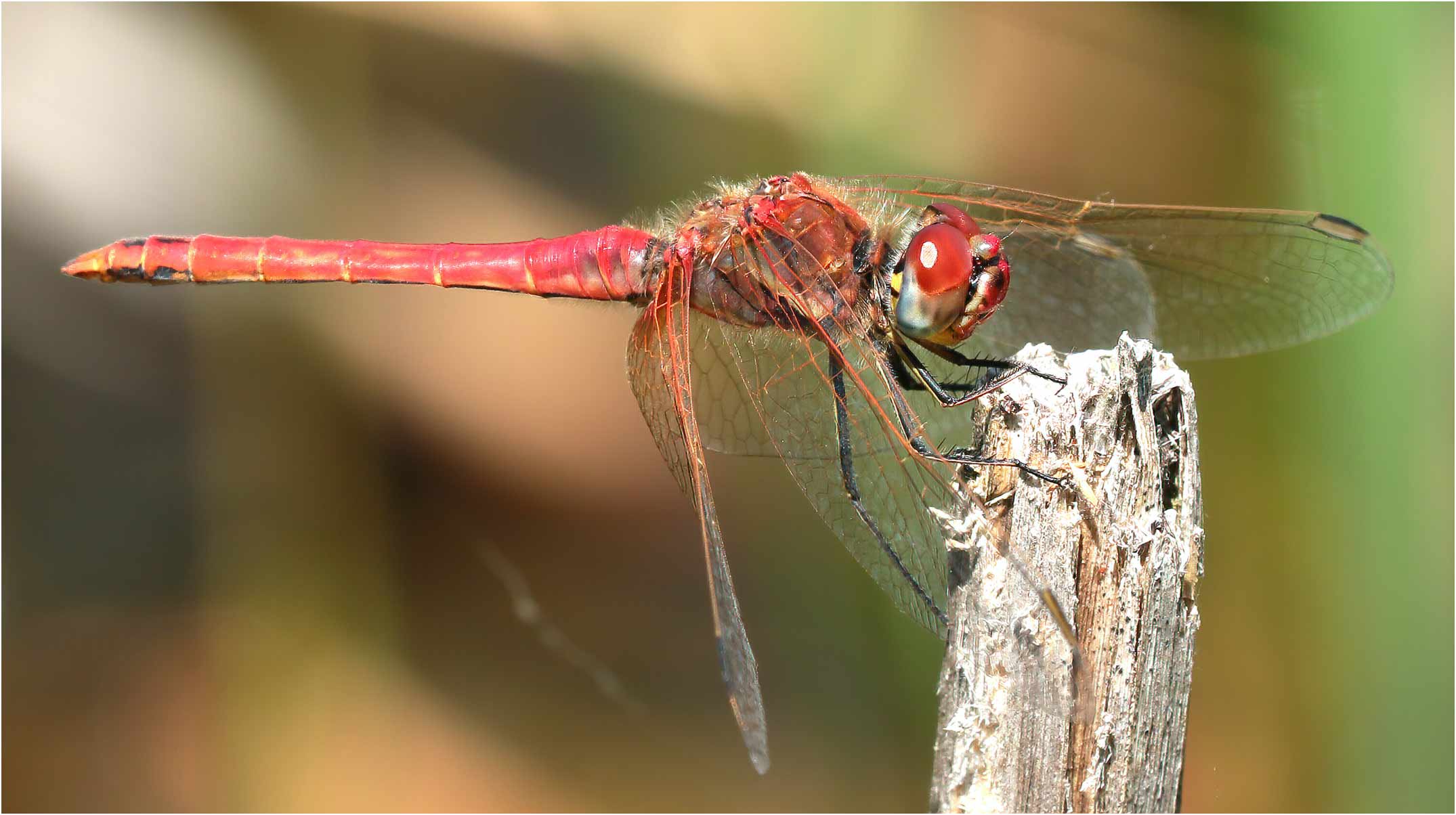 Sympetrum fonscolombii mâle, Langogne (France-48), 13/07/2020