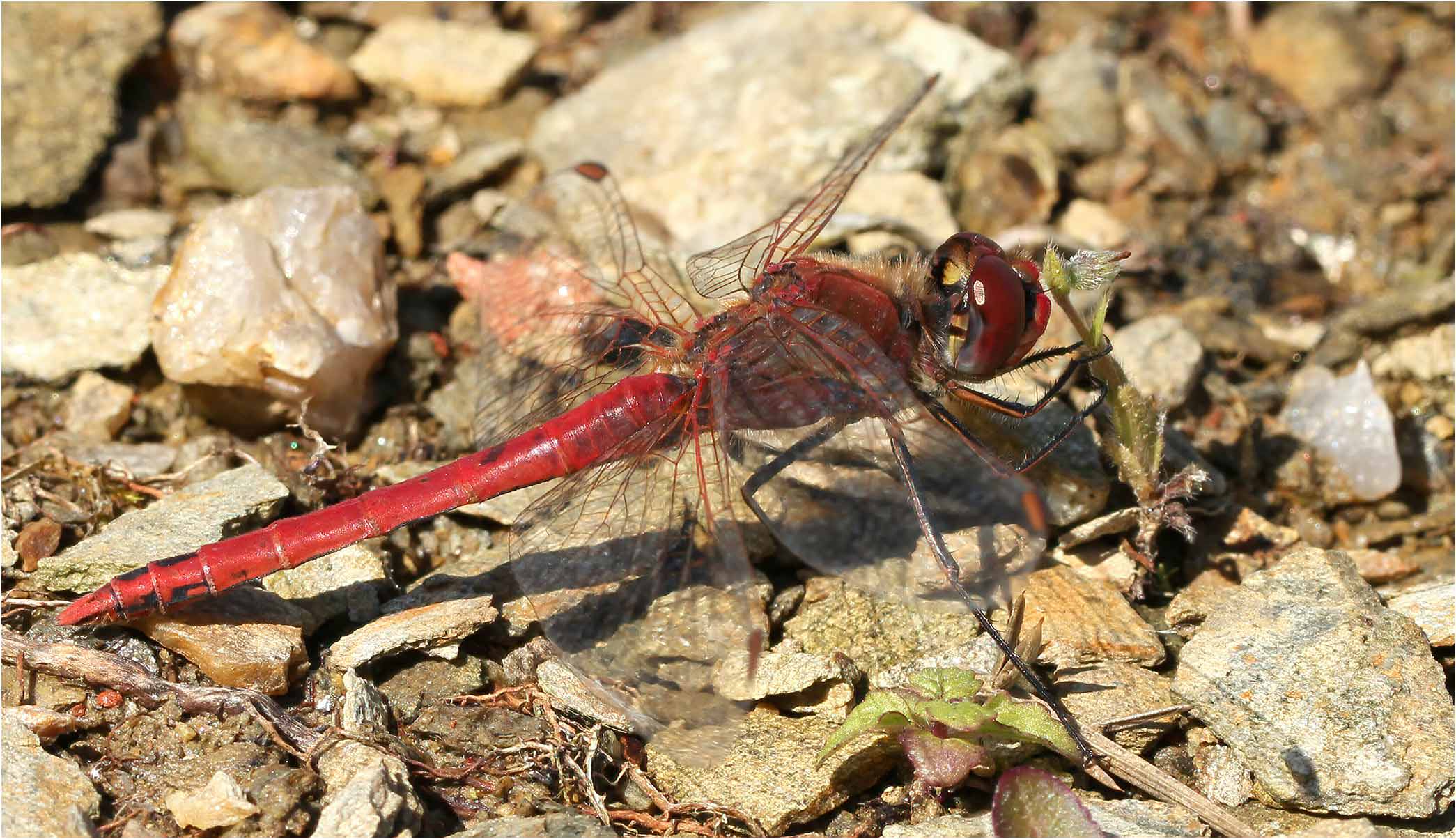 Sympetrum fonscolombii mâle, Saint-Germain-sur-Moine (France-49), 12/05/2011