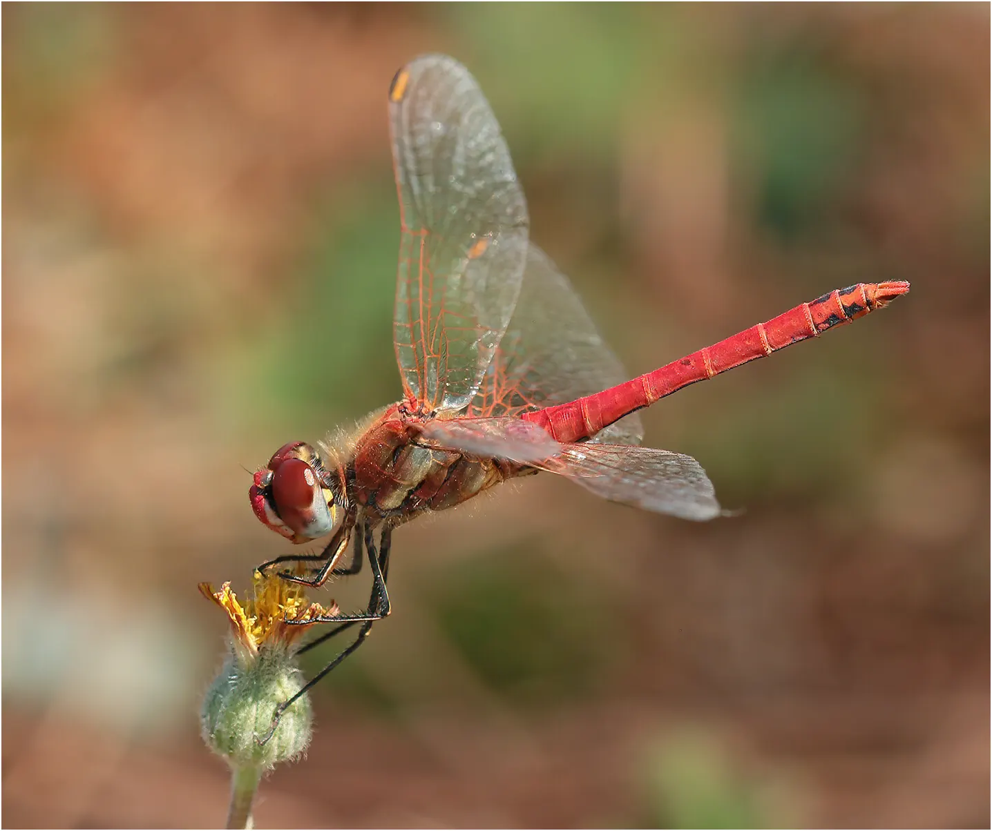 Sympetrum fonscolombii mâle, Castelnau-Montmiral, France-81, 11/08/2022
