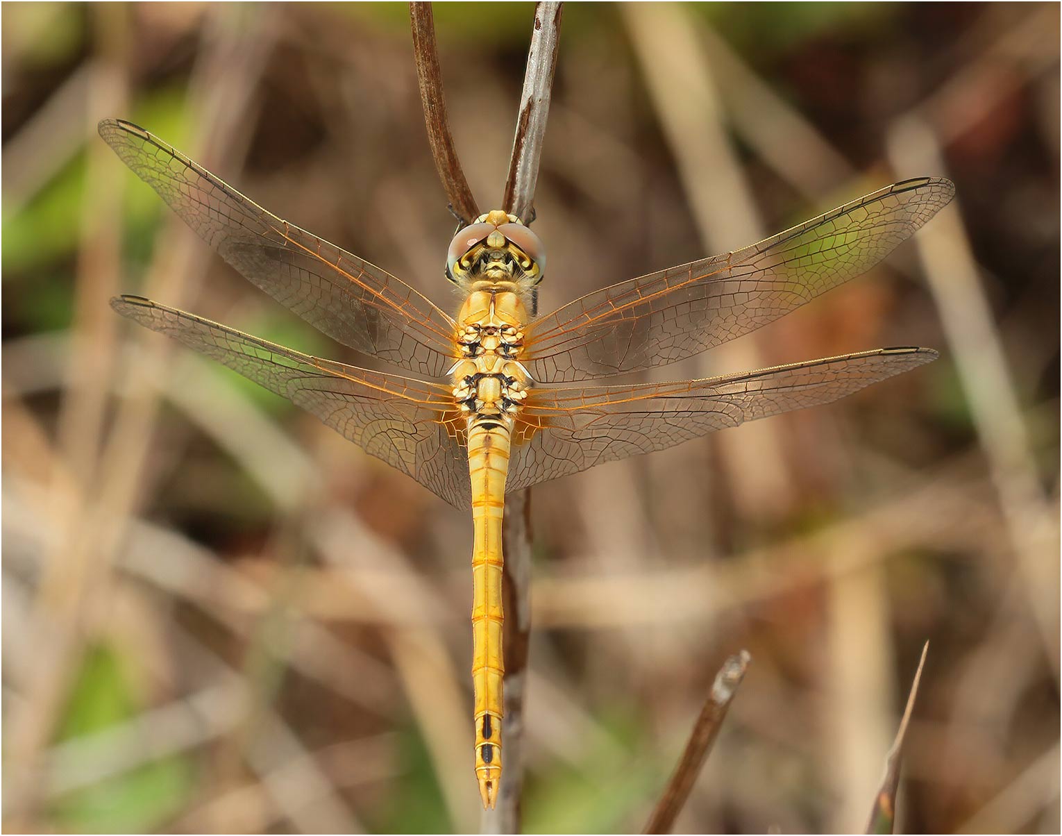 Sympetrum fonscolombii mâle immature, le Puiset-Doré (France-49), 16/08/2015