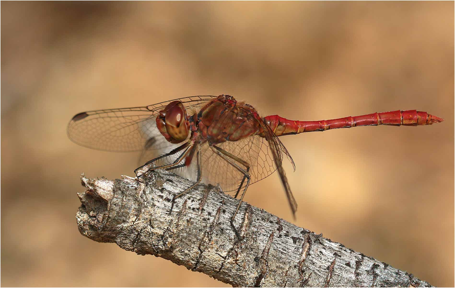 Sympetrum meridionale mâle, Longué-Jumelles, (France-49), 25/08/2019