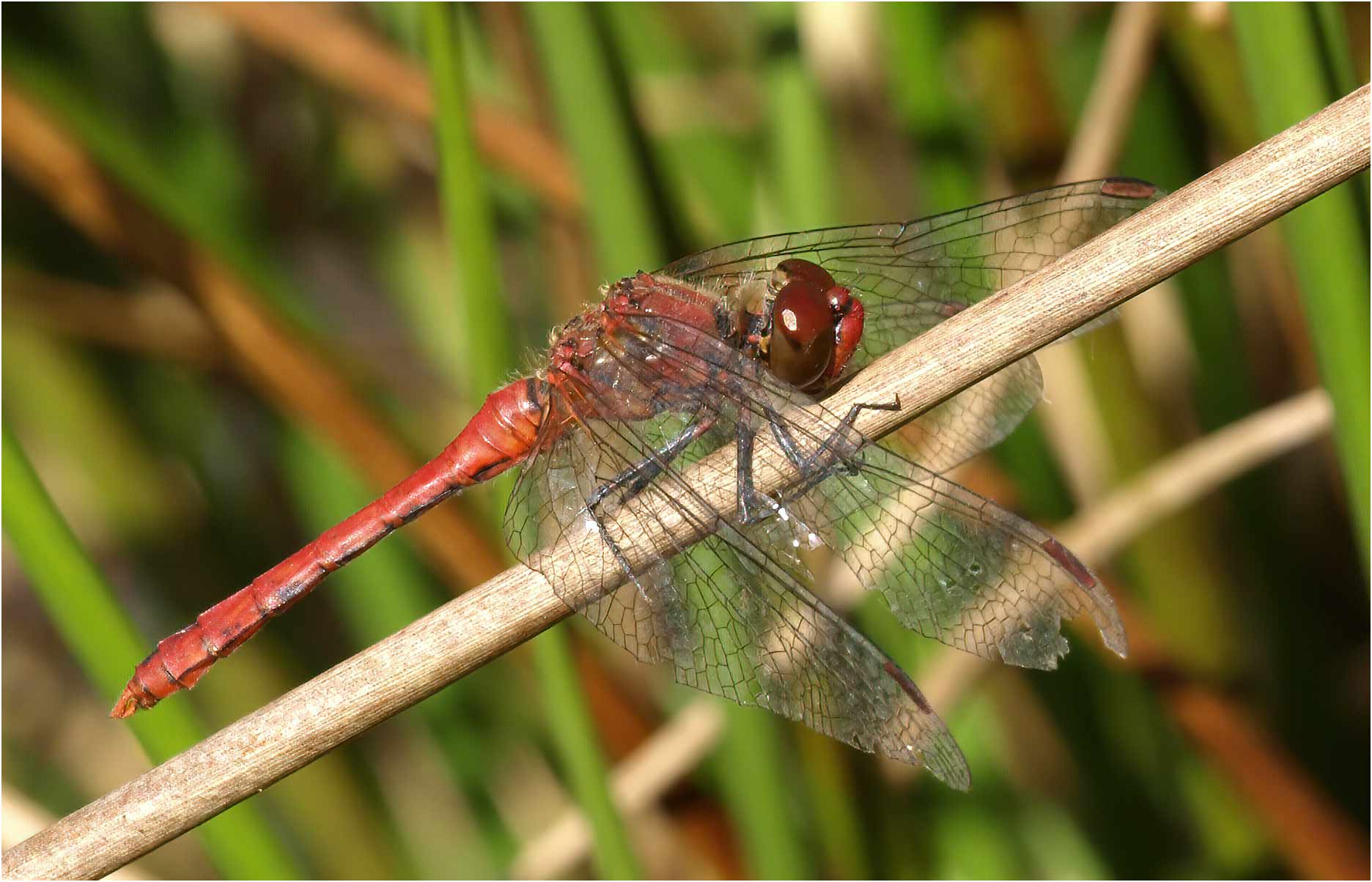 Sympetrum sanguineum mâle, la Chaussaire (France-49), 29/06/2008