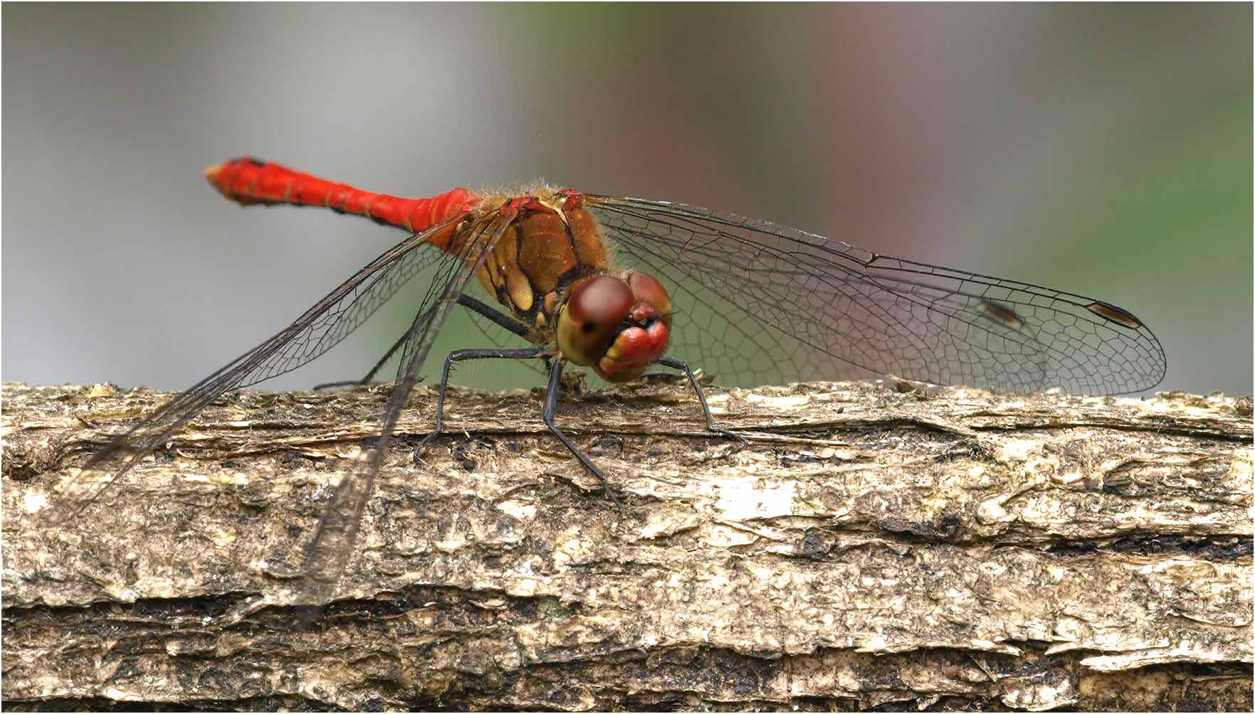 Sympetrum sanguineum mâle, la Chaussaire (France-49), 29/06/2008