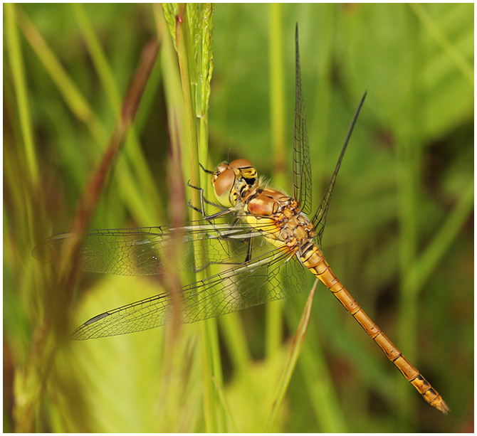 Sympetrum striolatum mâle immature