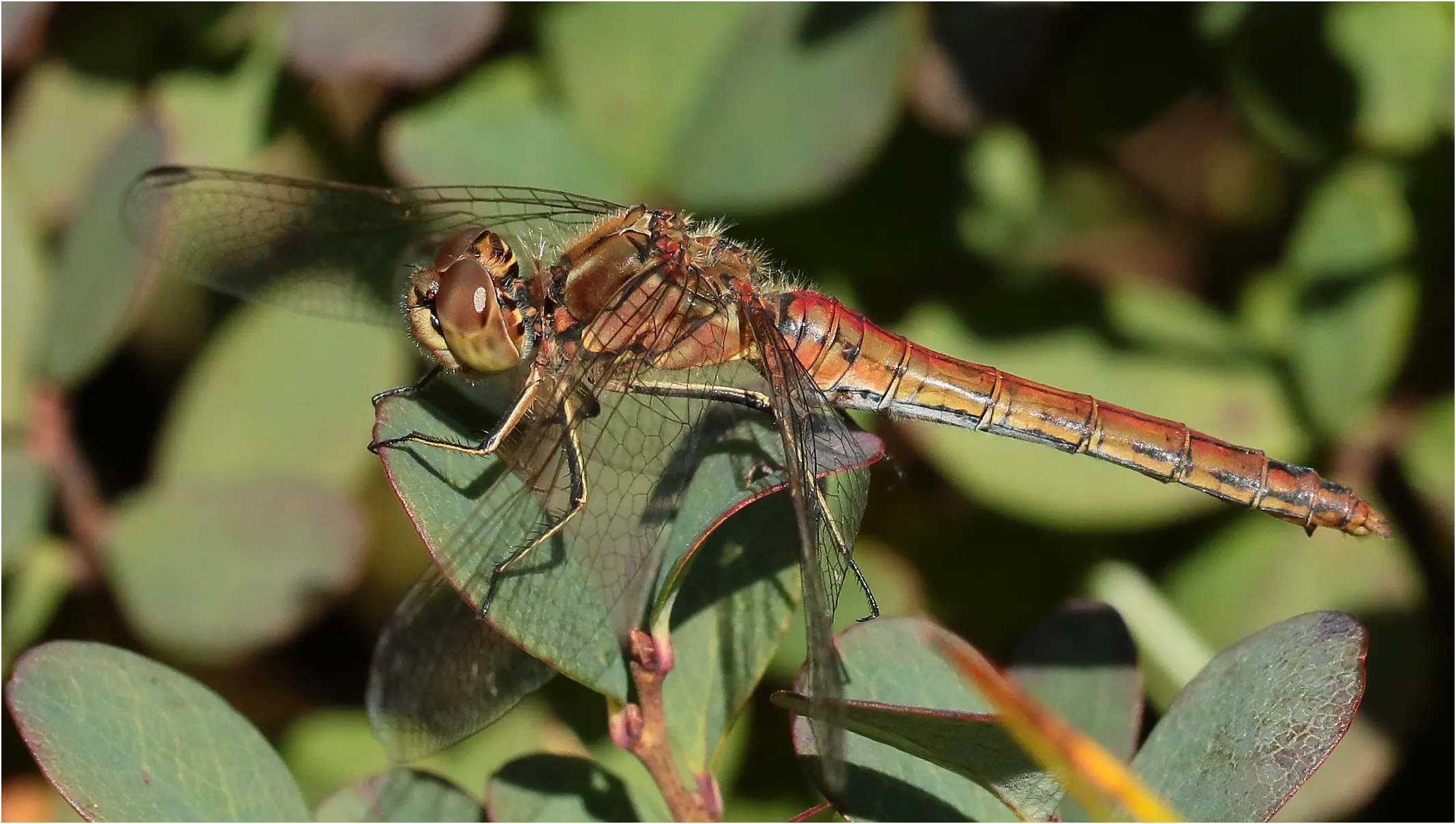 Sympetrum vulgatum femelle mature, Lac de Rousses (France-39), 29/08/2021