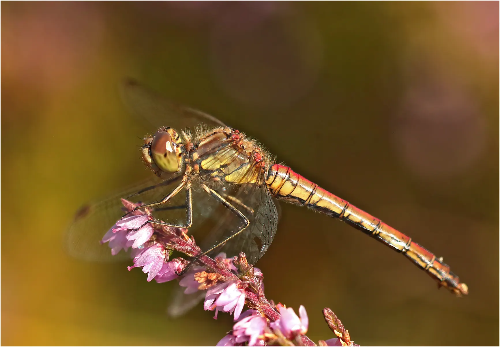 Sympetrum vulgatum femelle mature, lac des Rousses (France-39), 01/09/2021