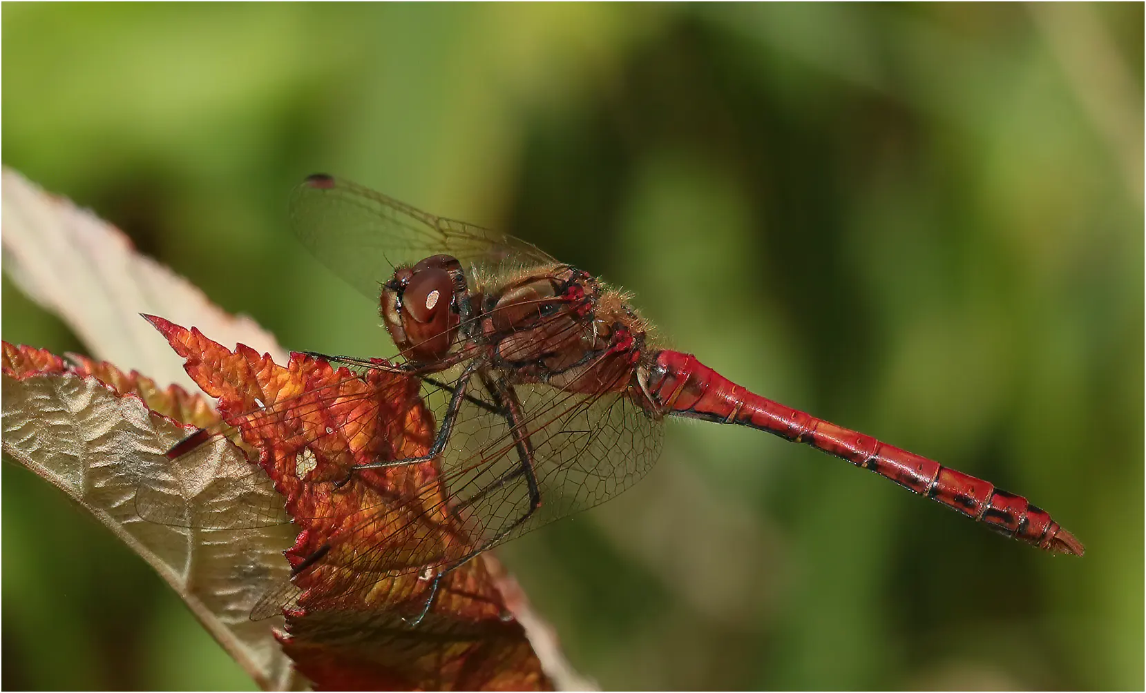 Sympetrum vulgatum mâle mature, lac de Lamoura (France-35), alt. 1156 m, 26/08/2021