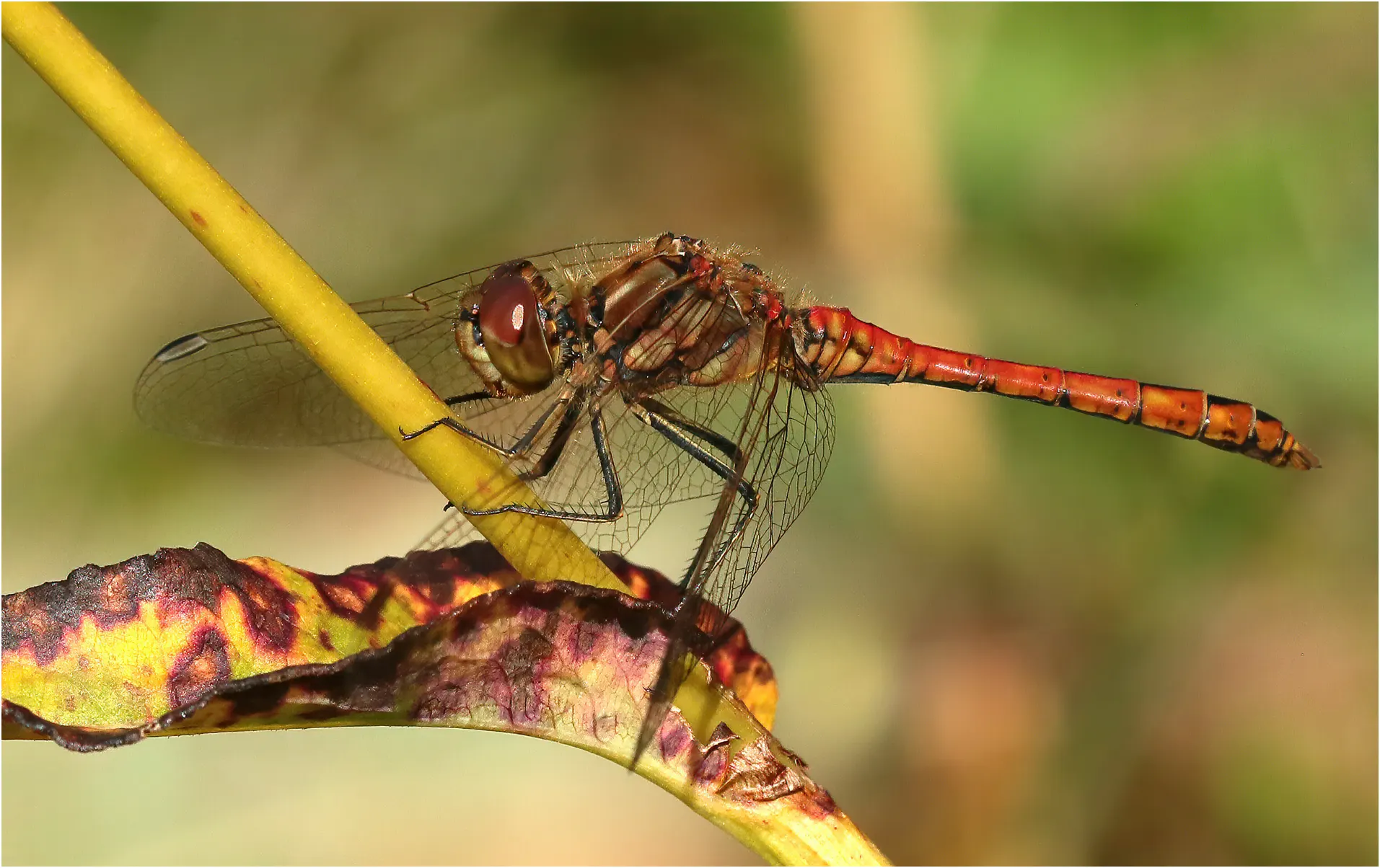 Sympetrum vulgatum mâle mature, lac de Lamoura (France-35), alt. 1156 m, 26/08/2021